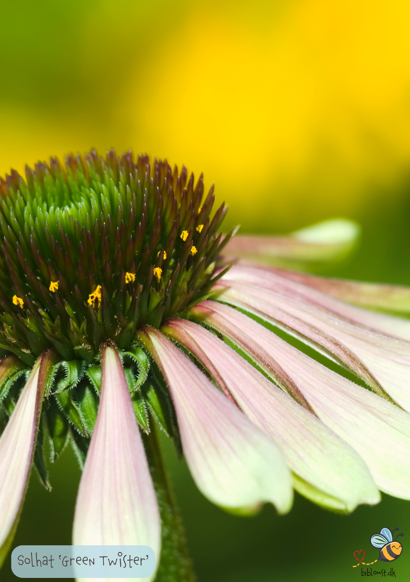 Solhat 'Green Twister' - Echinacea purpurea