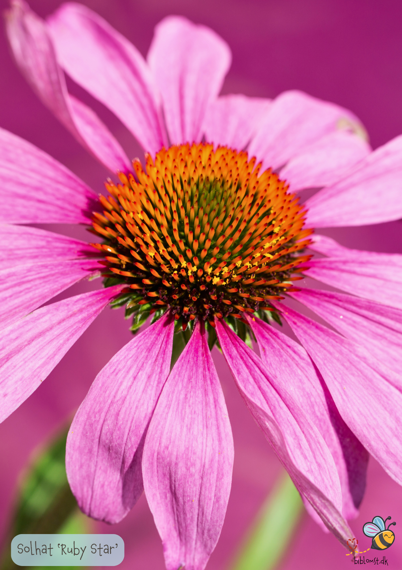 Solhat 'Ruby Star' Echinacea purpurea