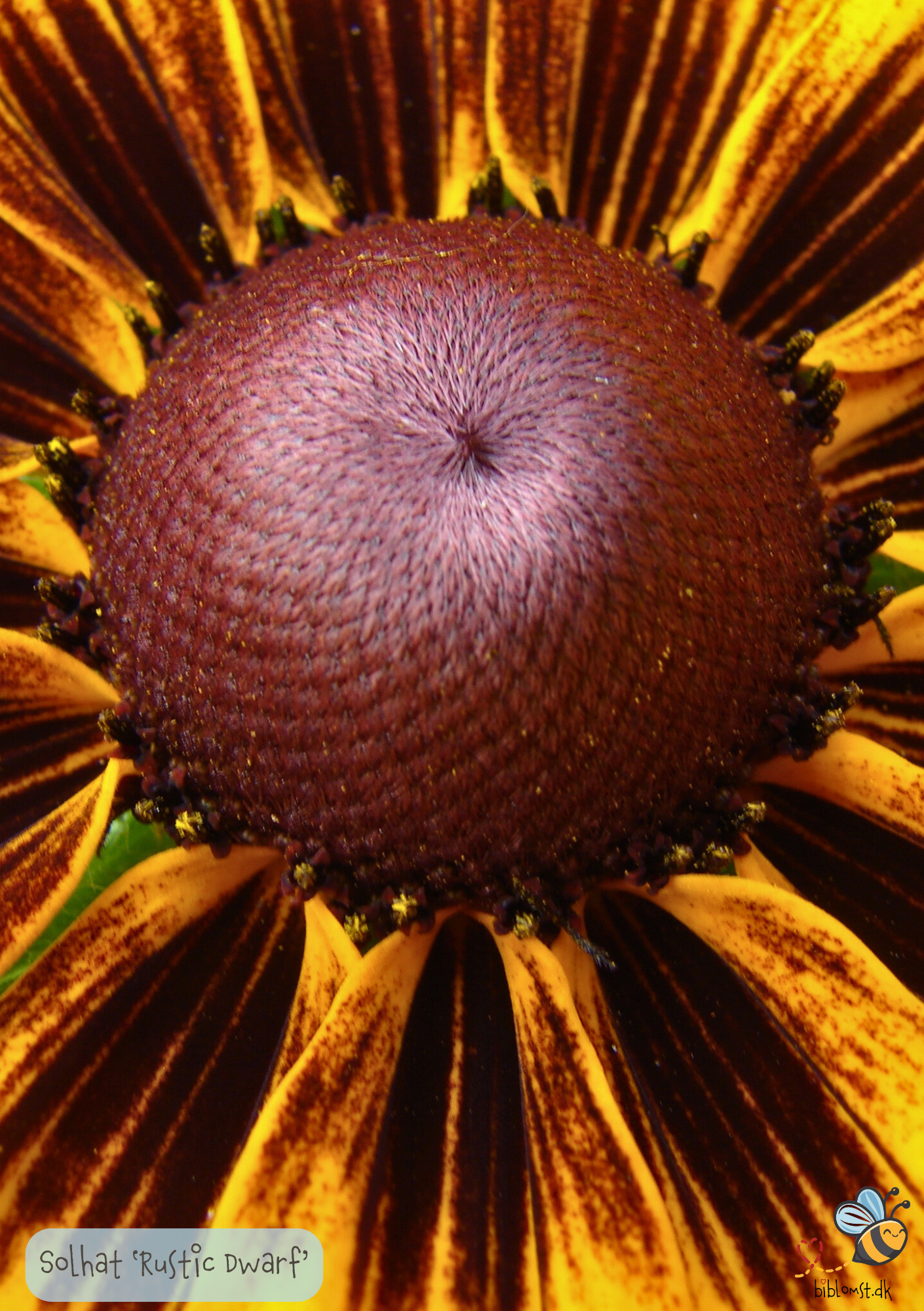 Solhat "Rustic Dwarf" - Rudbekia Hirta