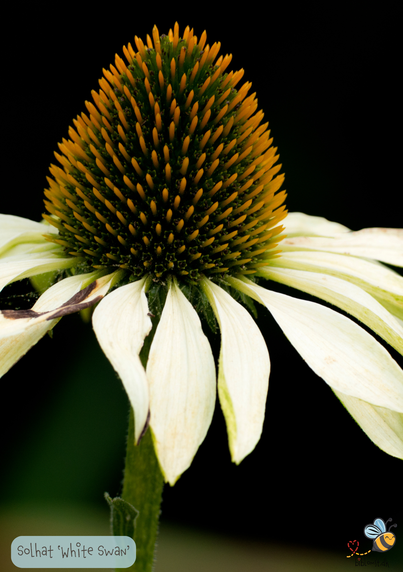 Solhat 'White Swan' - echinacea purpurea