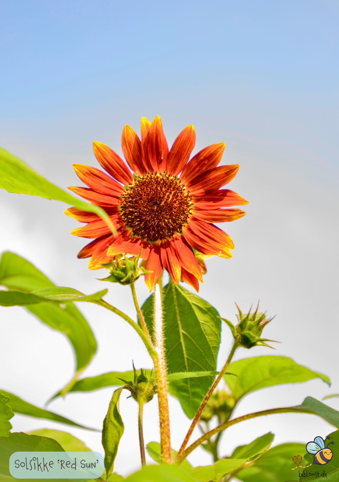 Solsikken 'Red Sun' - Helianthus annuus