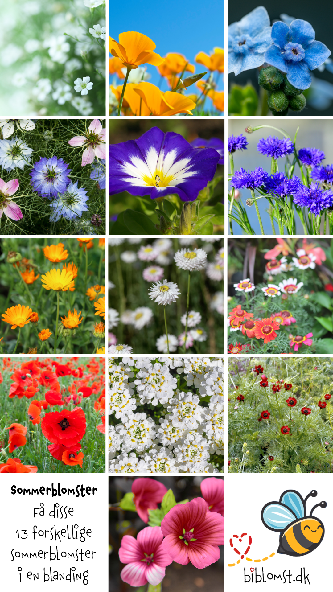 Sommerblomster – hvid, blå og varme toner til bed og buketter
