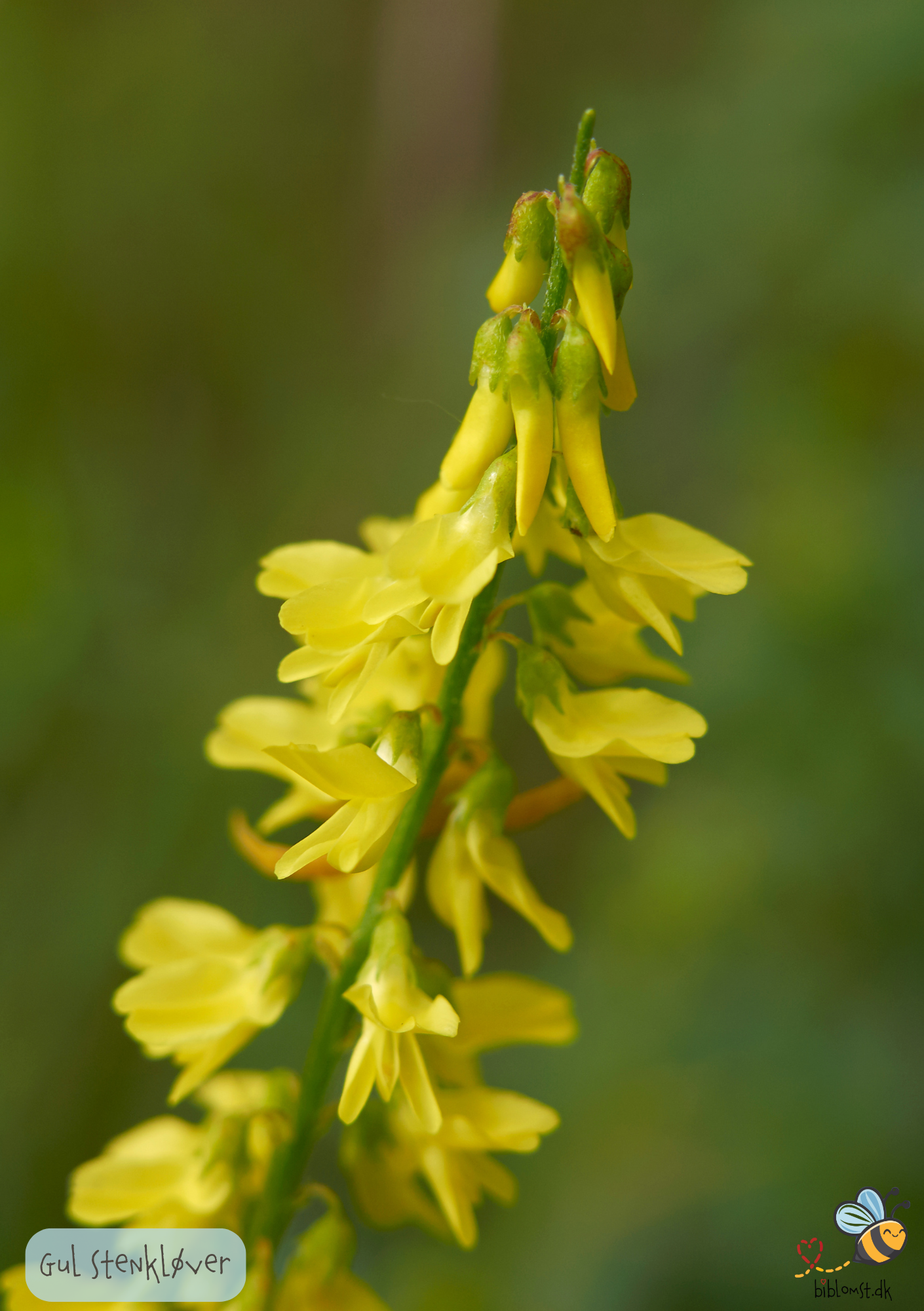 Stenkløver Gul - melilotus officinalis