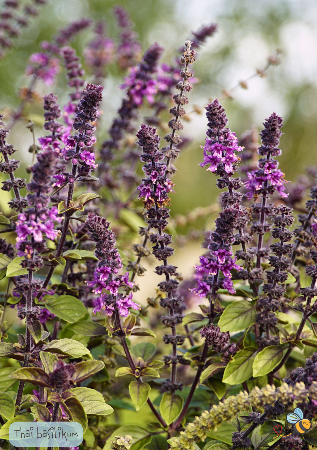 Thai basilikum - Ocimum basilicum var. thyrsiflora