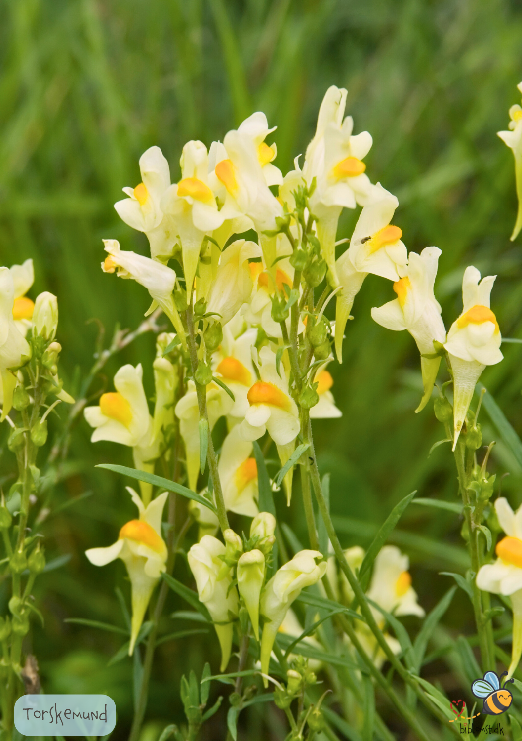 Torskemund - Linaria vulgaris