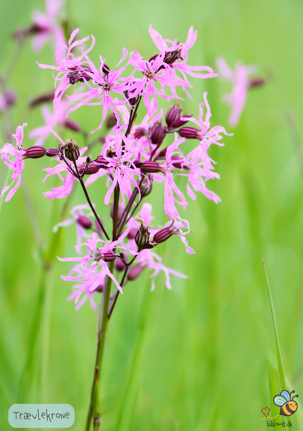 Trævlekrone - Lychnis flos-cuculi