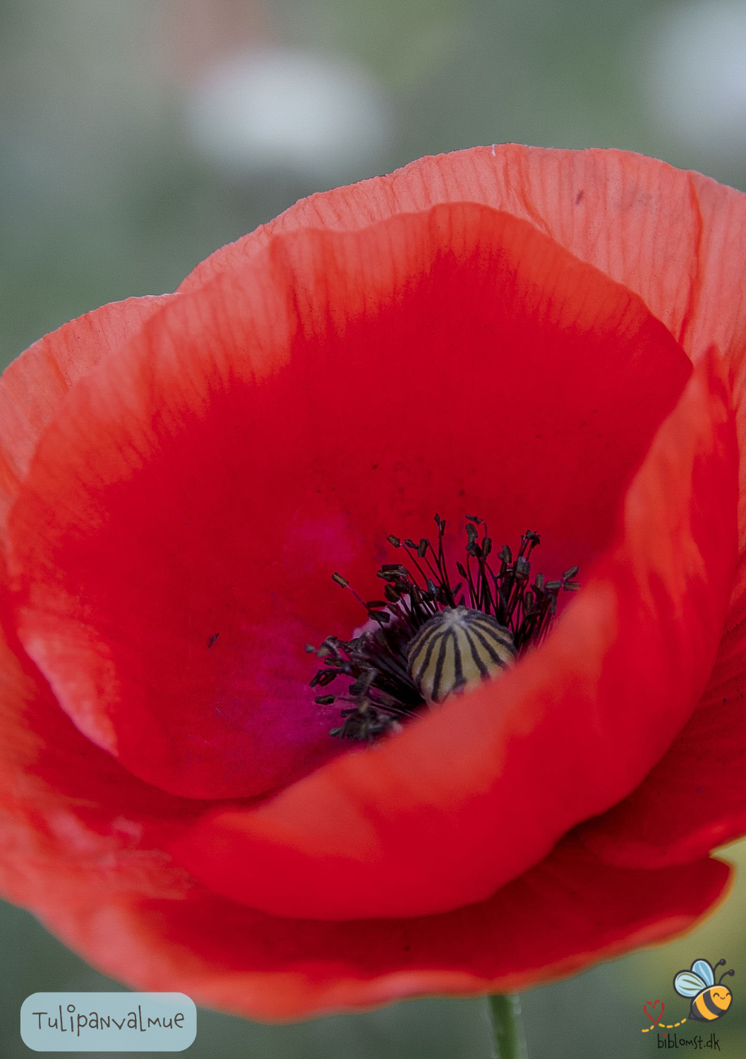 Tulipanvalmue - papaver glaucum