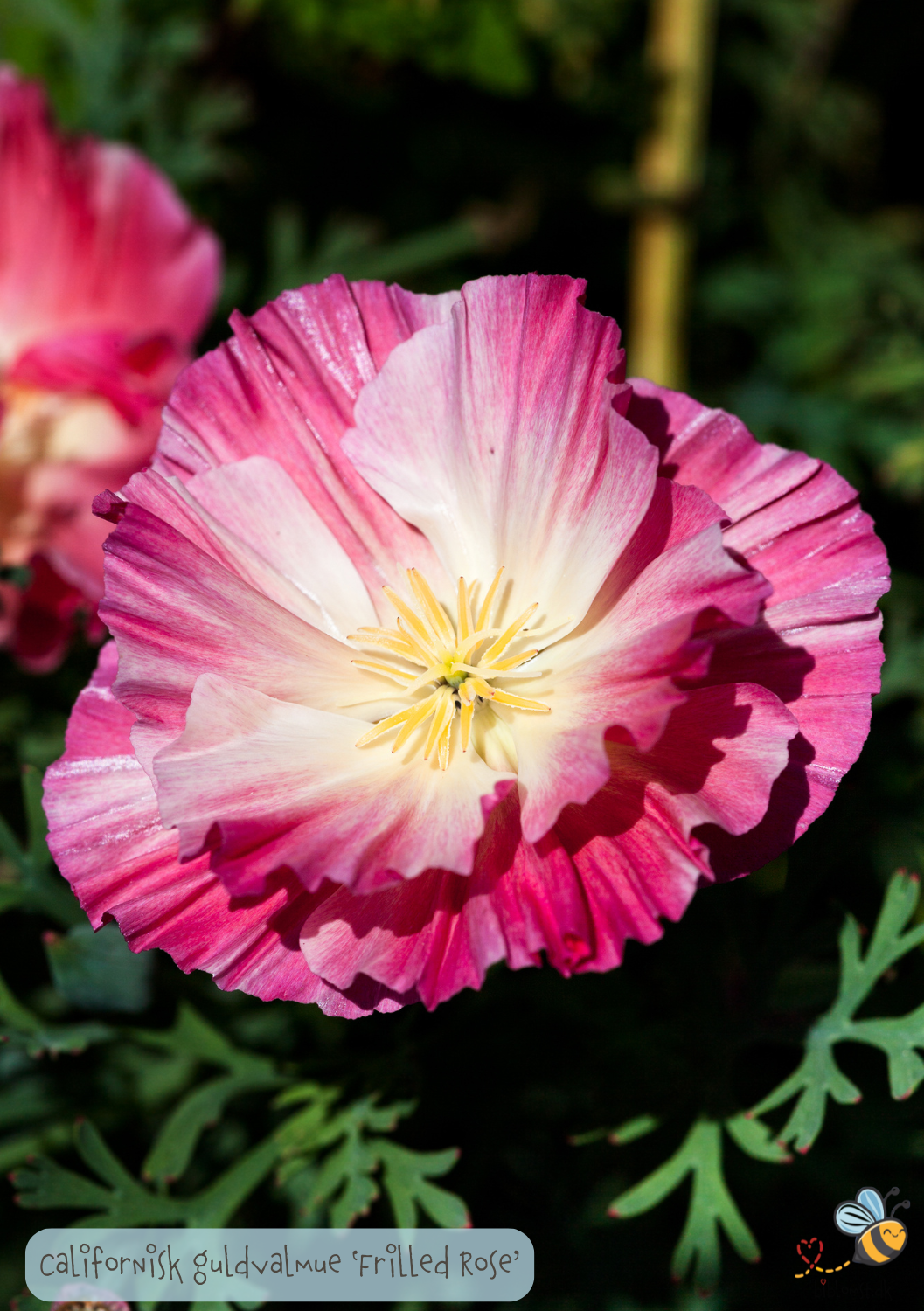 Valmue - Eschscholzia californica 'Frilled Rose'