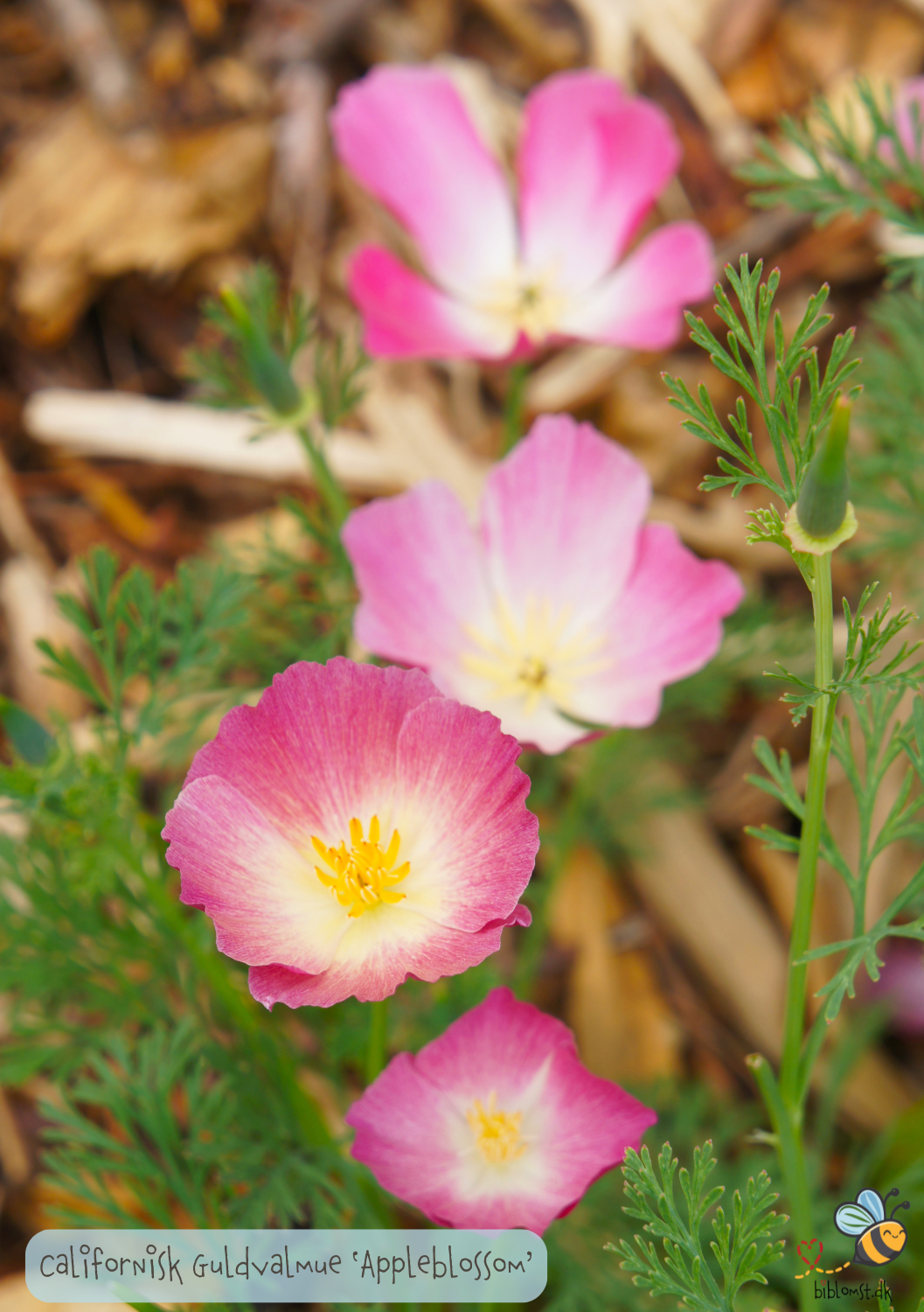Valmue - Eschscholzia californica 'Appleblossom'