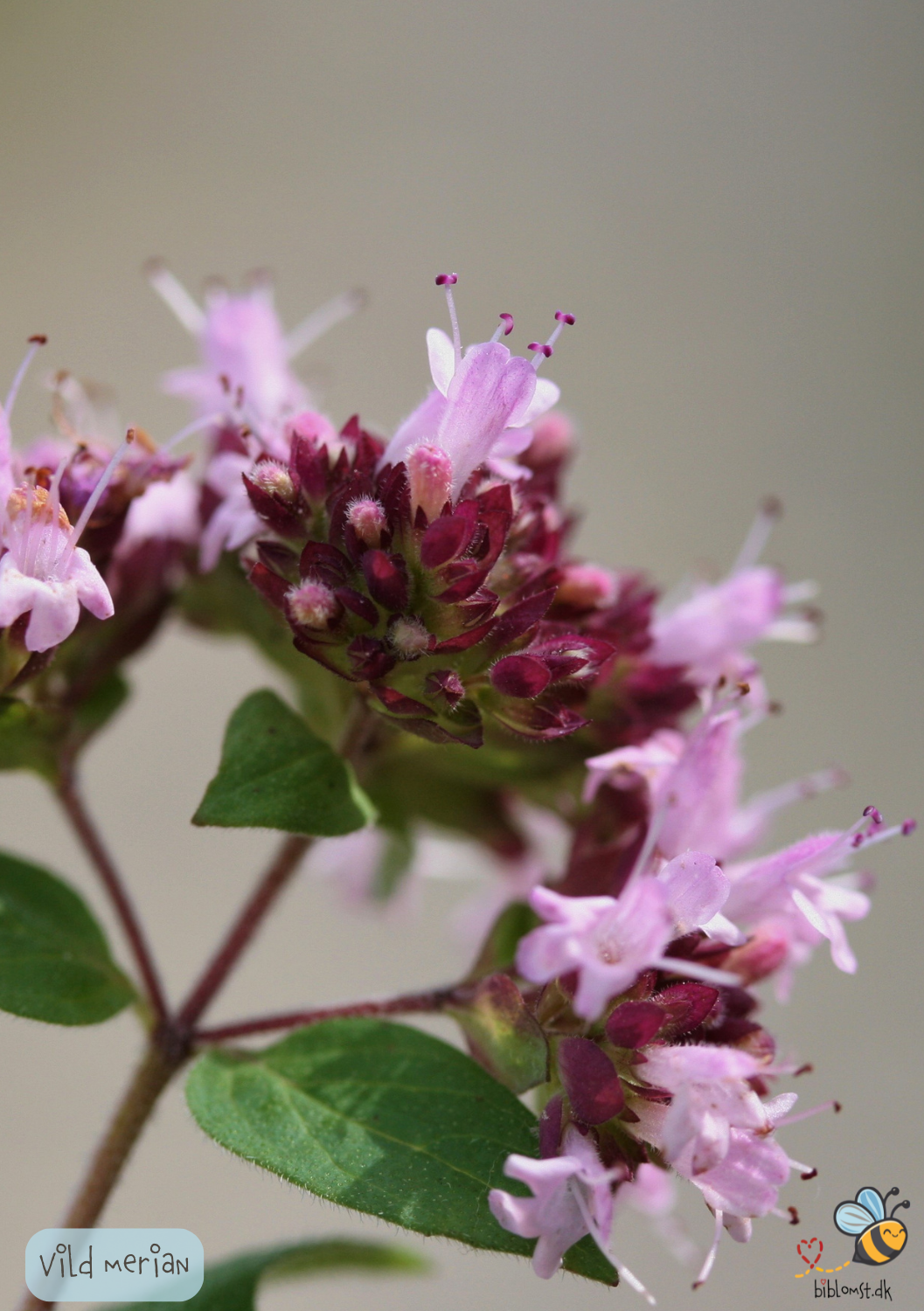 Vild Merian - Origanum majorana