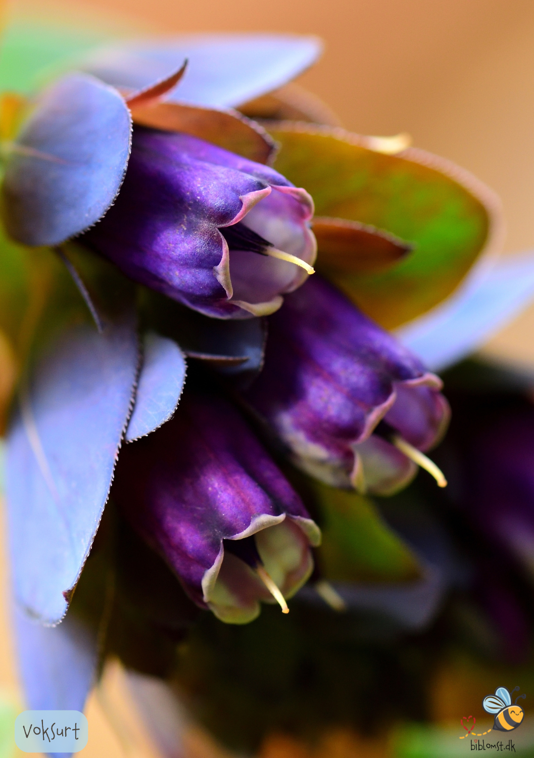 Voksurt - Cerinthe major 'Purpurascens'