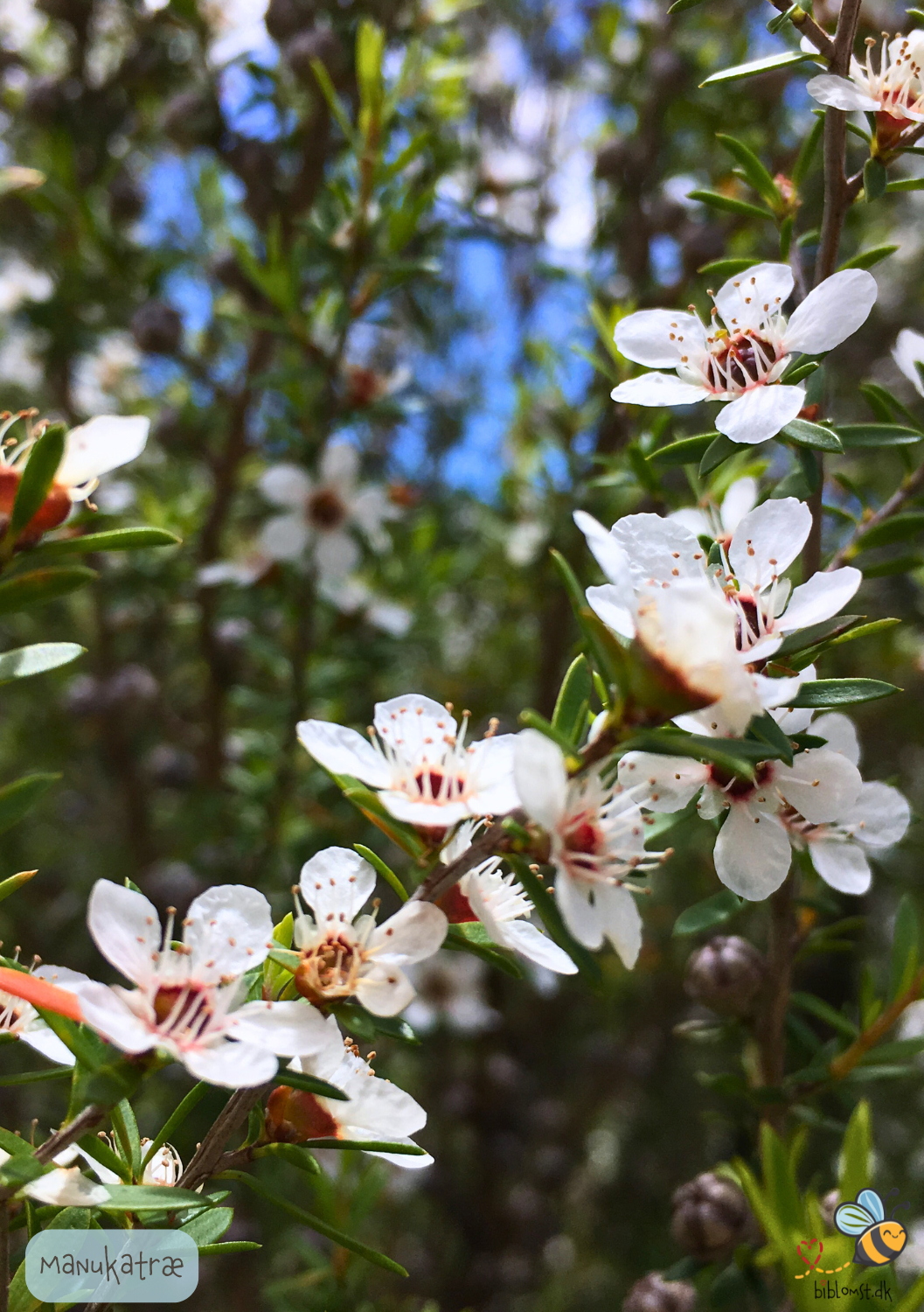 White Manuka Tree - Leptospermum scoparium