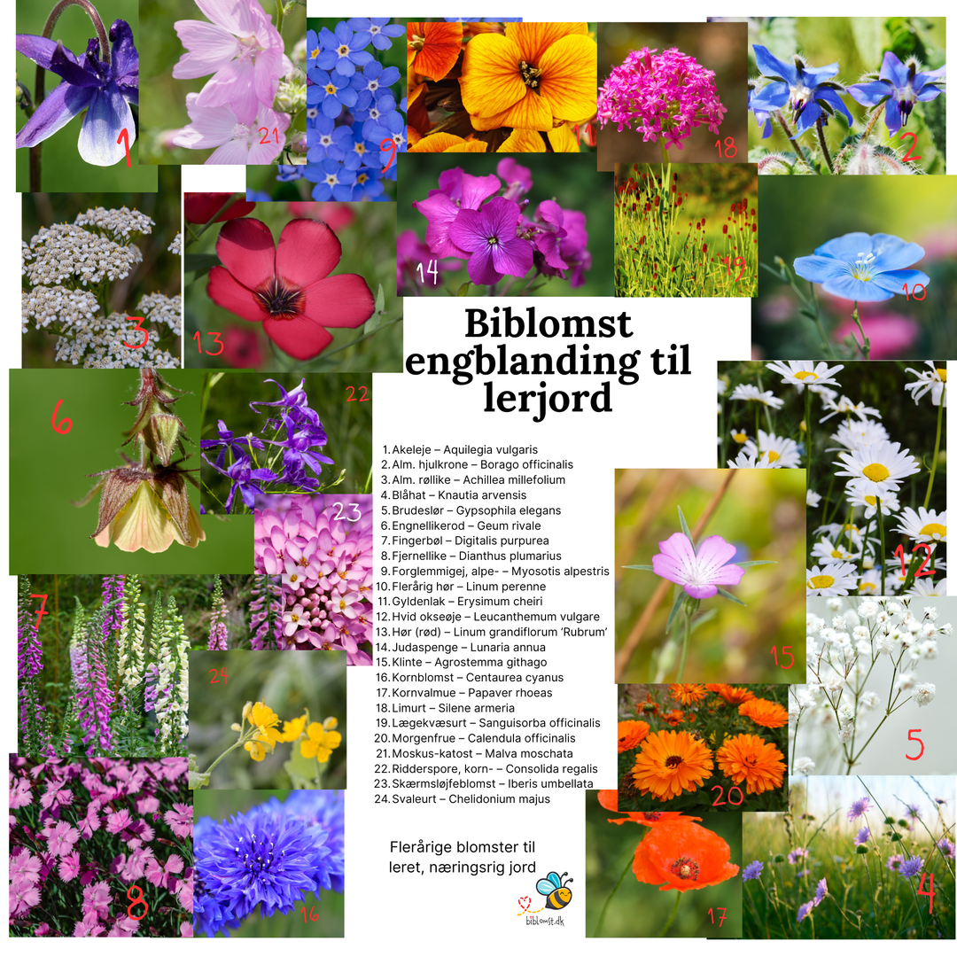 Biblomst - Engblanding til lerjord
