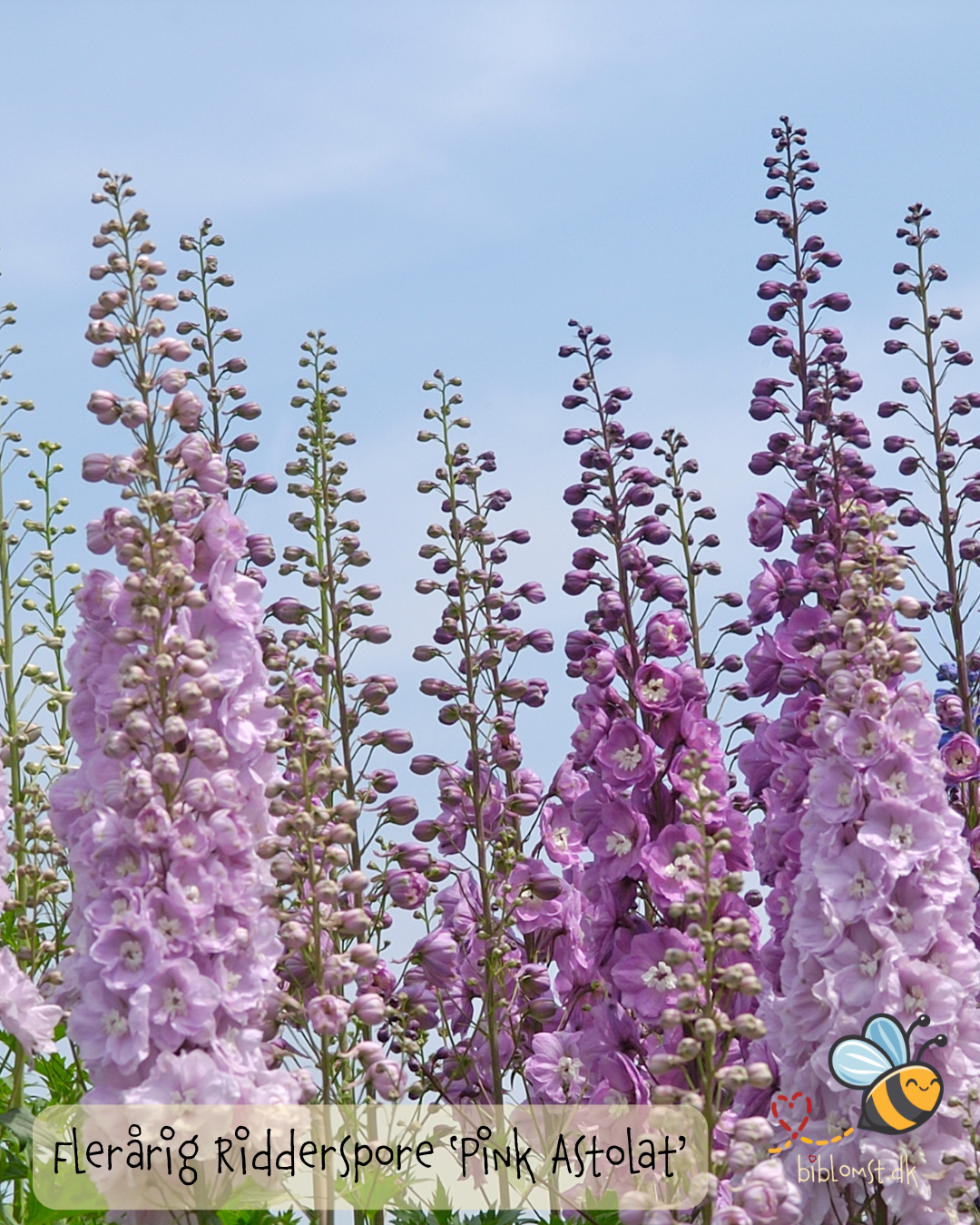 Dobbelt Ridderspore - Delphinium 'Pacific Giant Pink Astolat'
