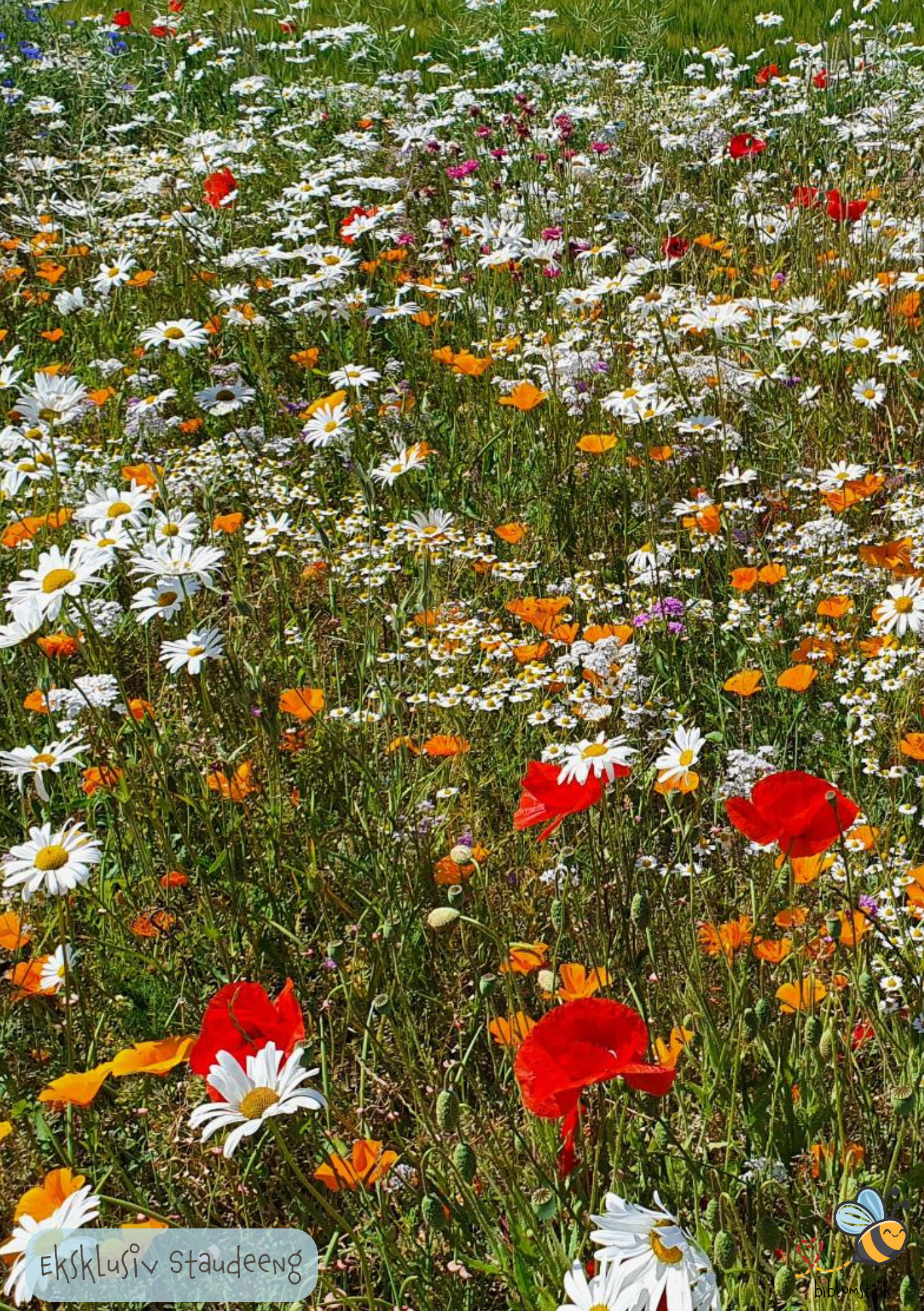 Eksklusiv Staudeeng - Blomster i haven hvert år fremover