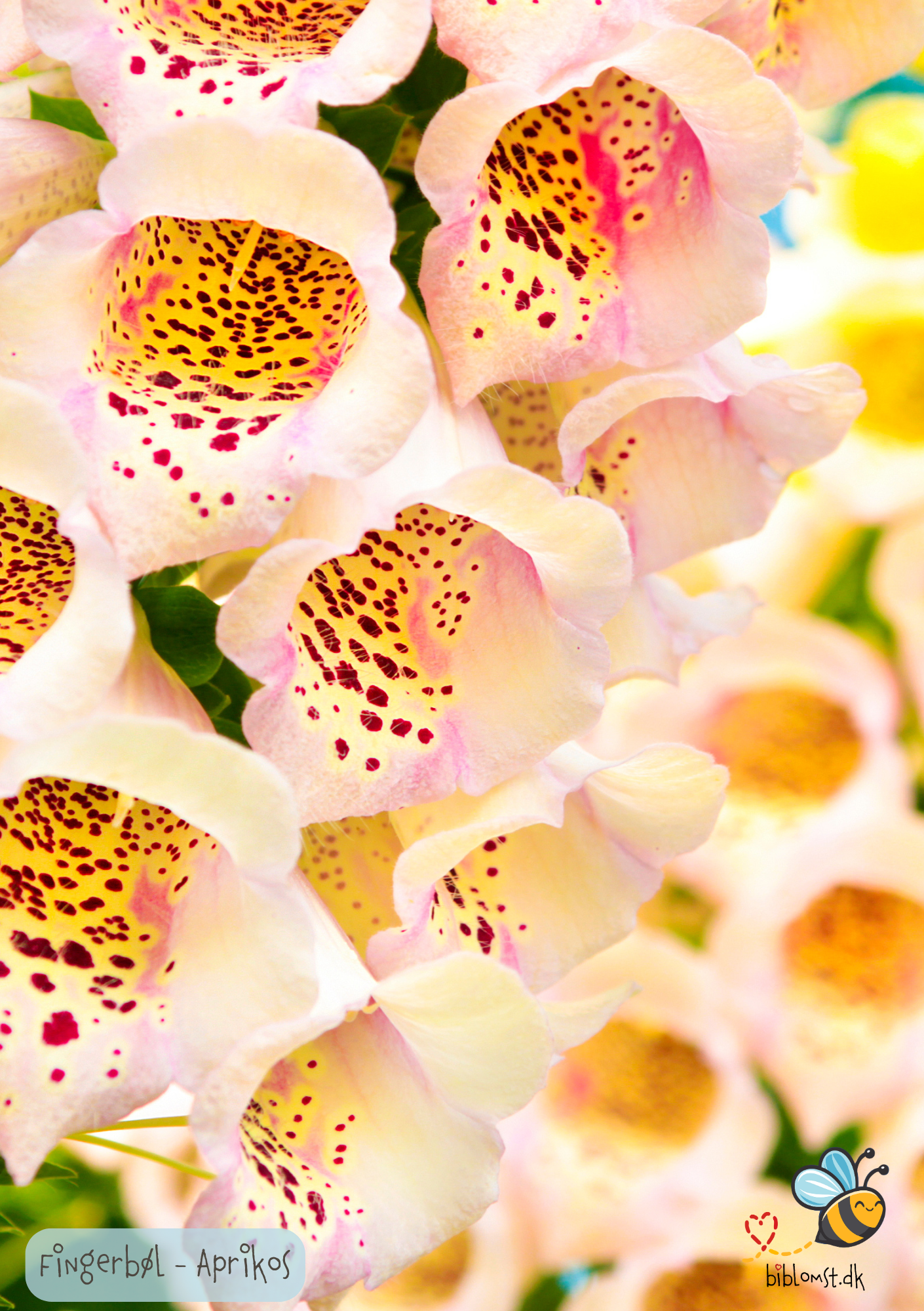 Fingerbøl 'Aprikos' - Digitalis purpurea 'Apricot'