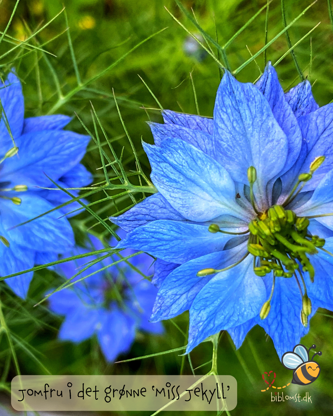 Jomfru i det grønne ‘Miss Jekyll’ Indigo Blue – Nigella damascena