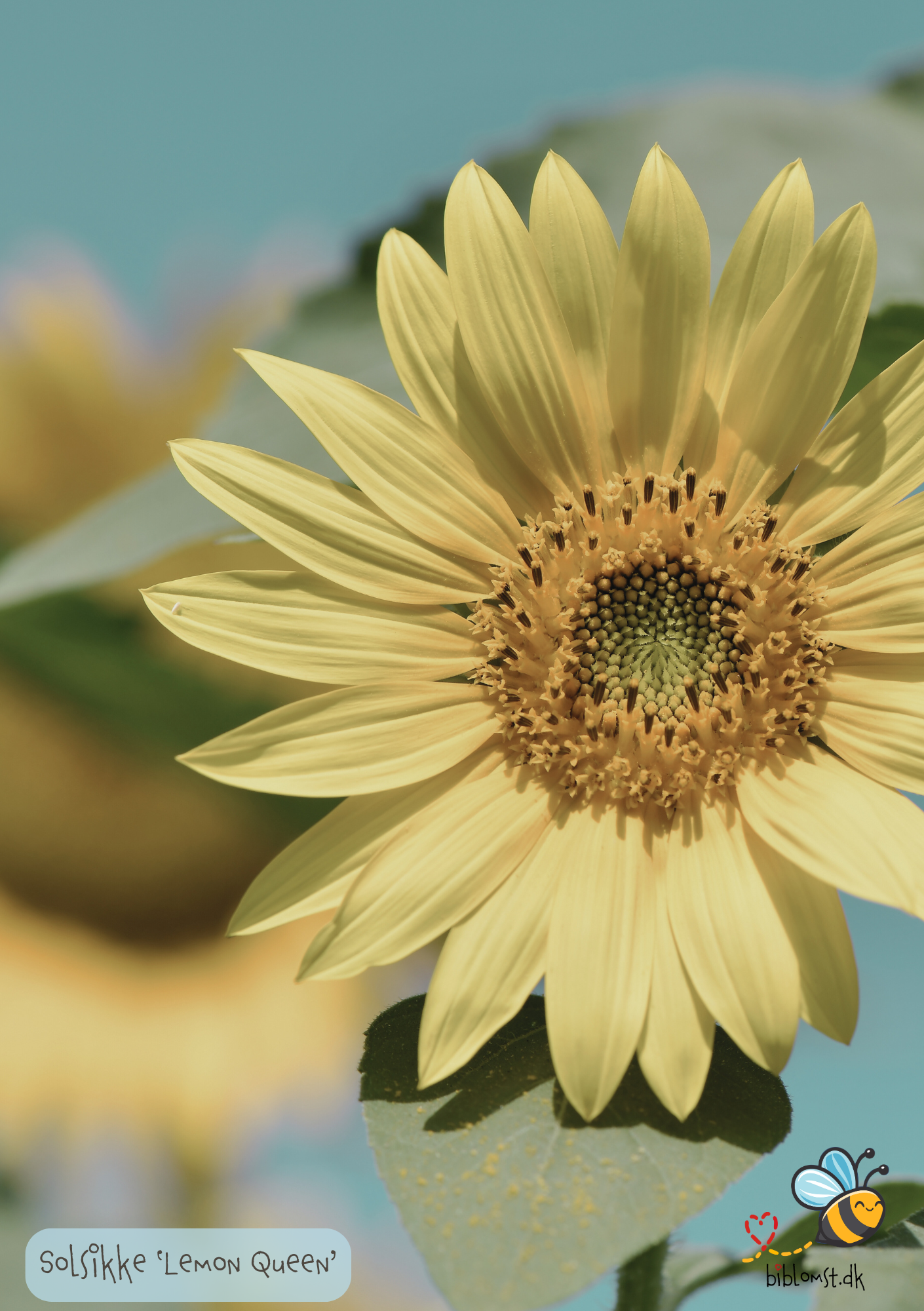 Solsikke, Lemon Queen - helianthus annuus