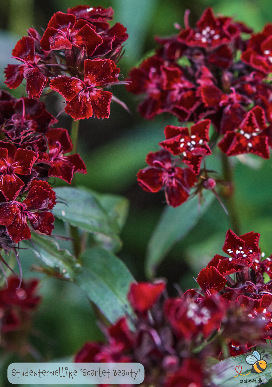 Studenternellike 'Scarlet Beauty' - Dianthus barbatus