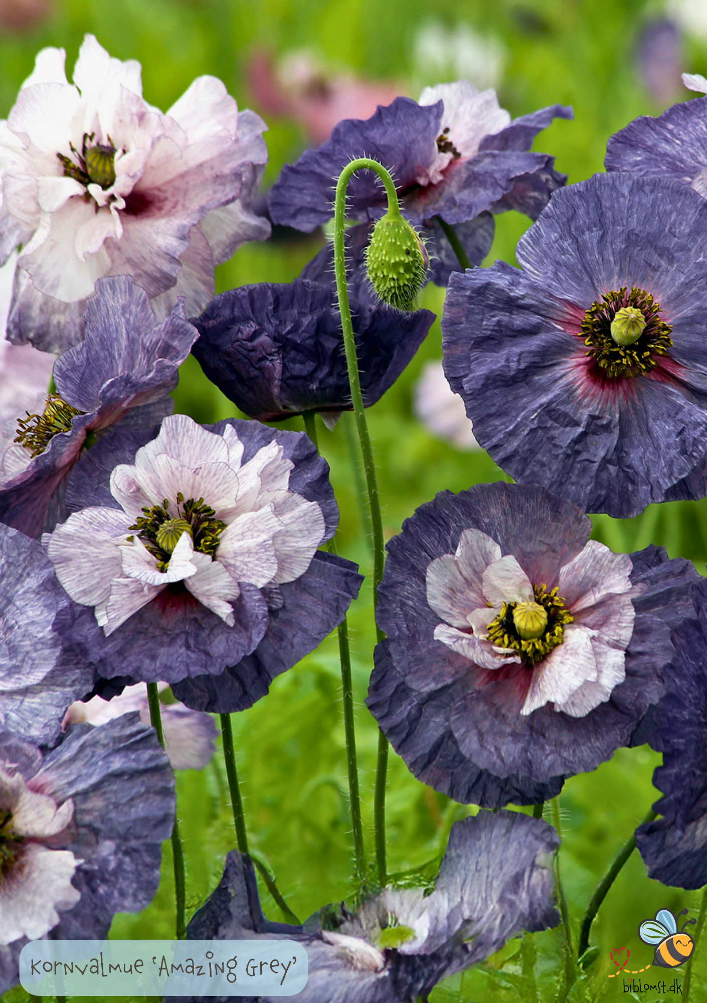 Valmue 'Amazing Grey' - Papaver rhoeas
