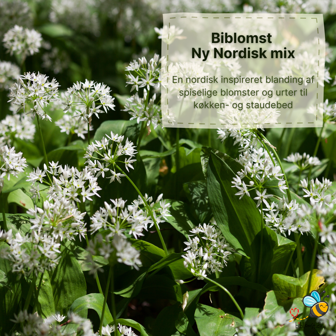 Biblomst Ny-nordisk mix - 15 spiselige urter
