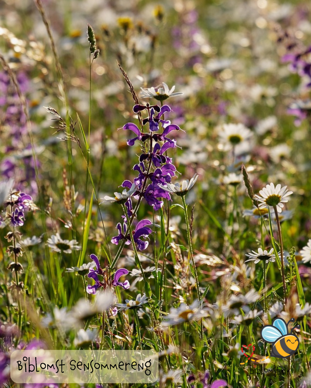 Biblomst sommereng – kultur- og naturhistorie i blomster