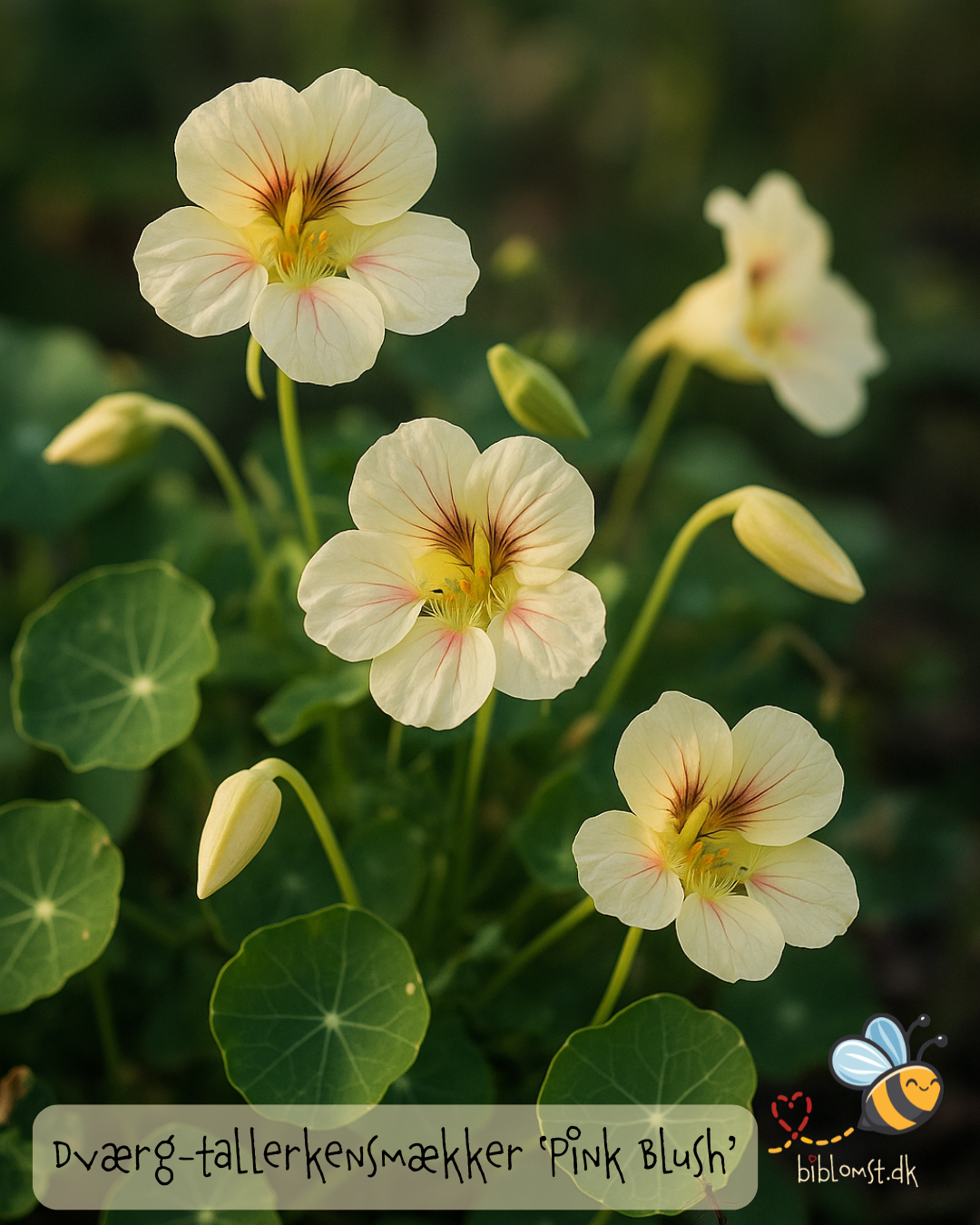 Tallerkensmækker ’Tip Top Pink Blush’ – Tropaeolum minus (dværg-udgave)