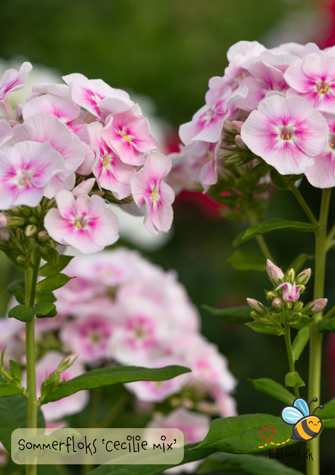 Sommerfloks 'Cecily Mix' – Phlox drummondii