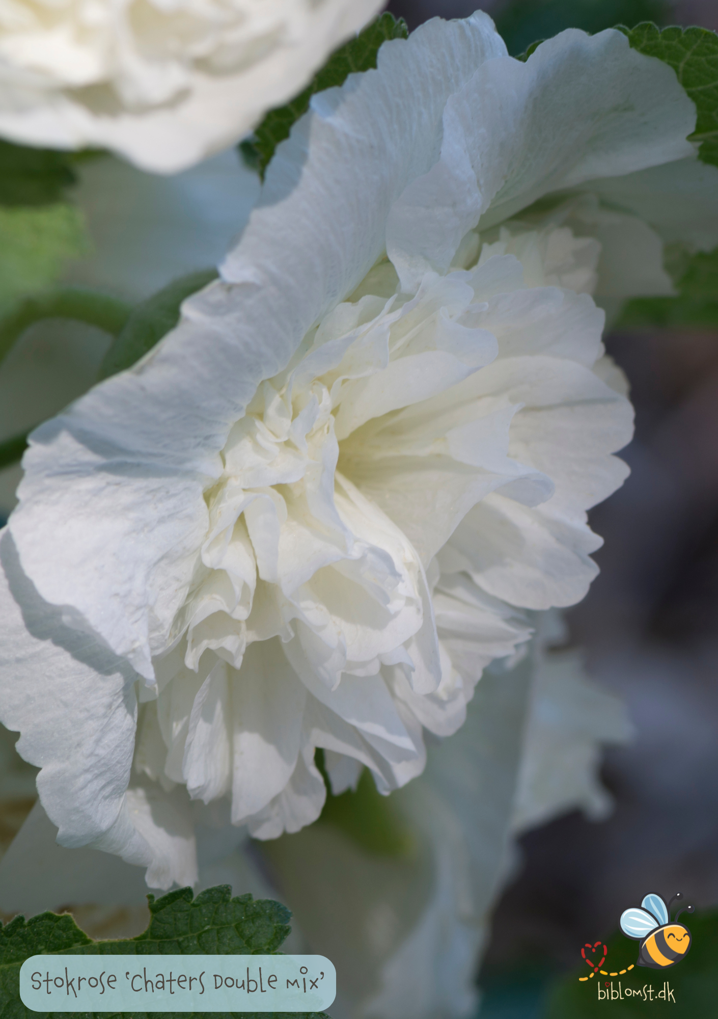 Stokrose 'Chater's Double Mix' - Alcea rosea 'Chater's Double Mix'