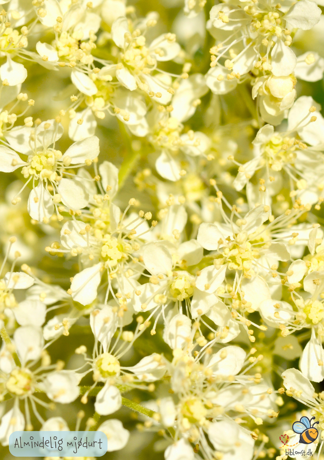 Almindelig Mjødurt - filipendula ulmaria