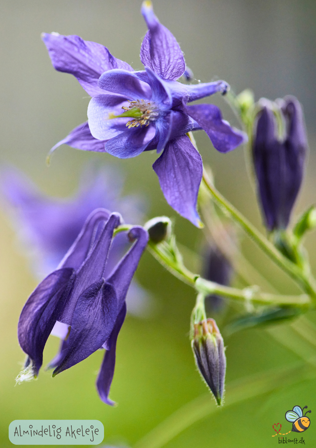 Almindelig akeleje – Aquilegia vulgaris