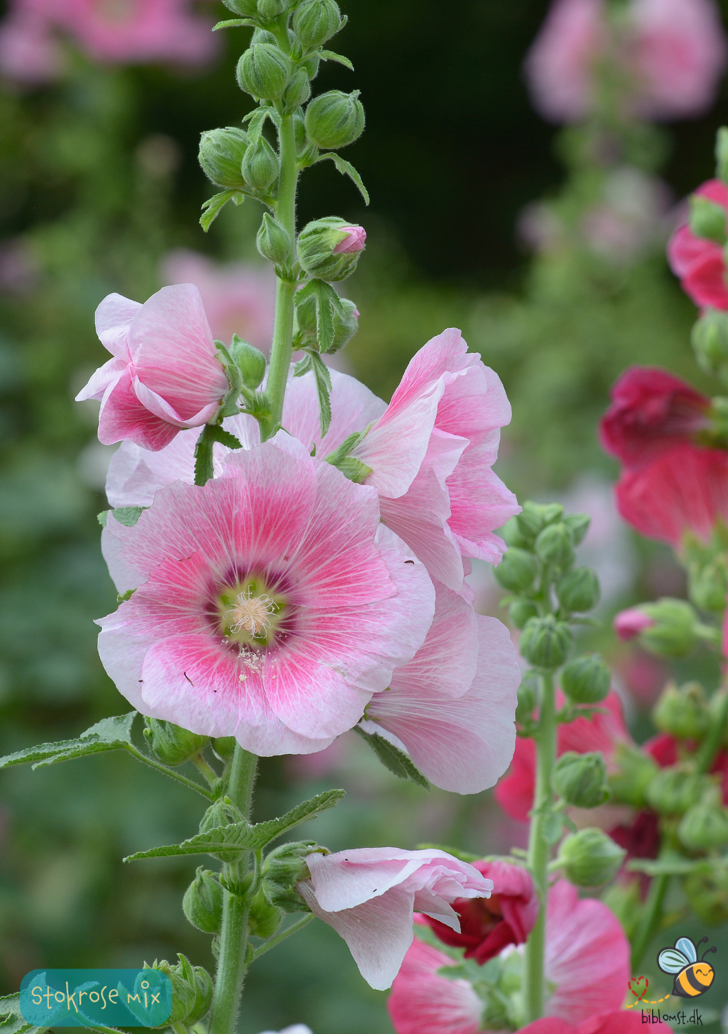 Almindelig stokrose, blandede farver - alcea rosea