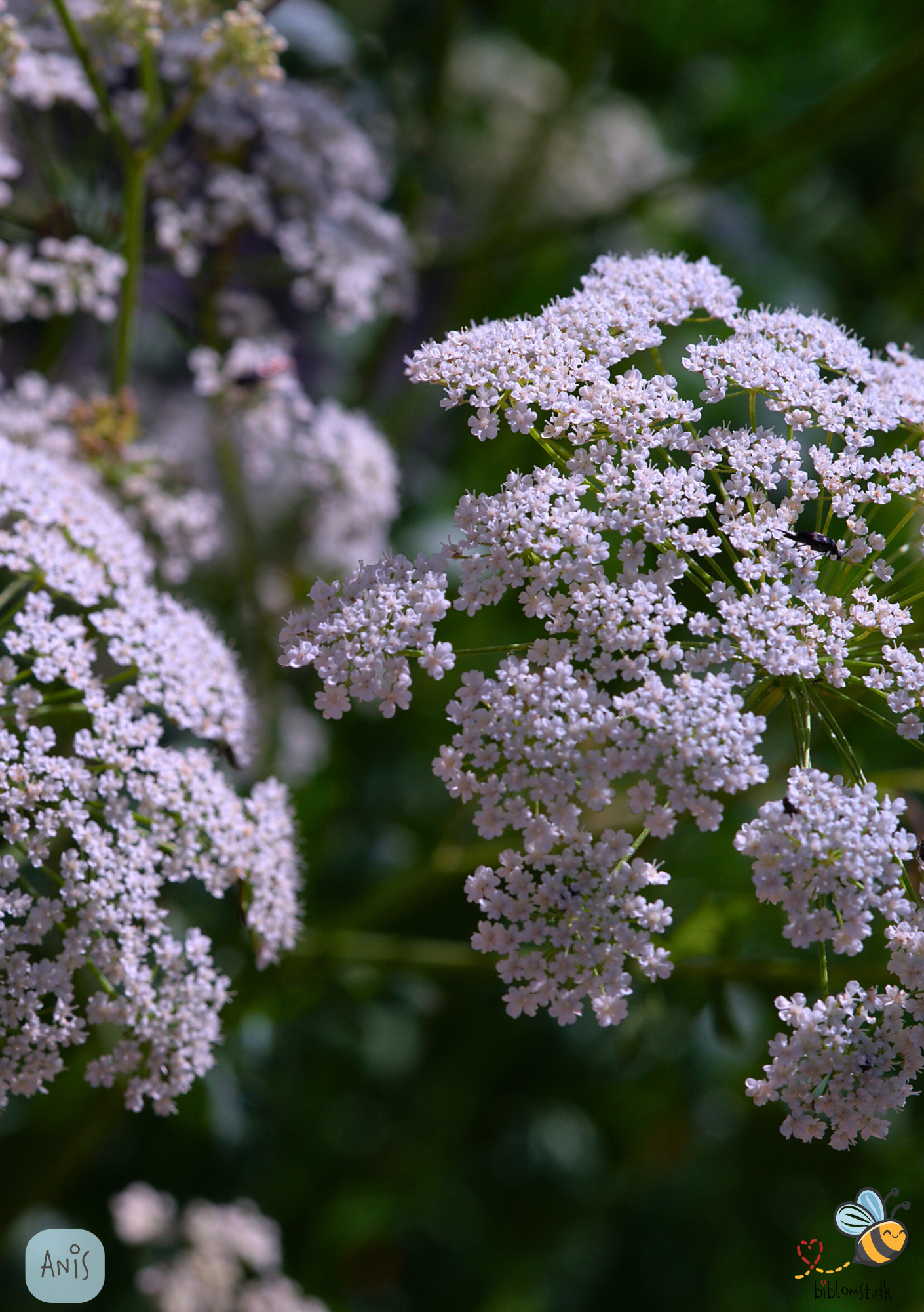 Anis - Pimpinella anisum