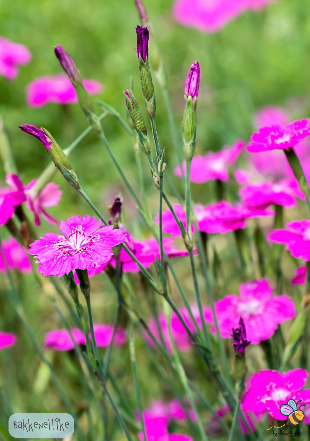 Bakkenellike - Dianthus deltoides