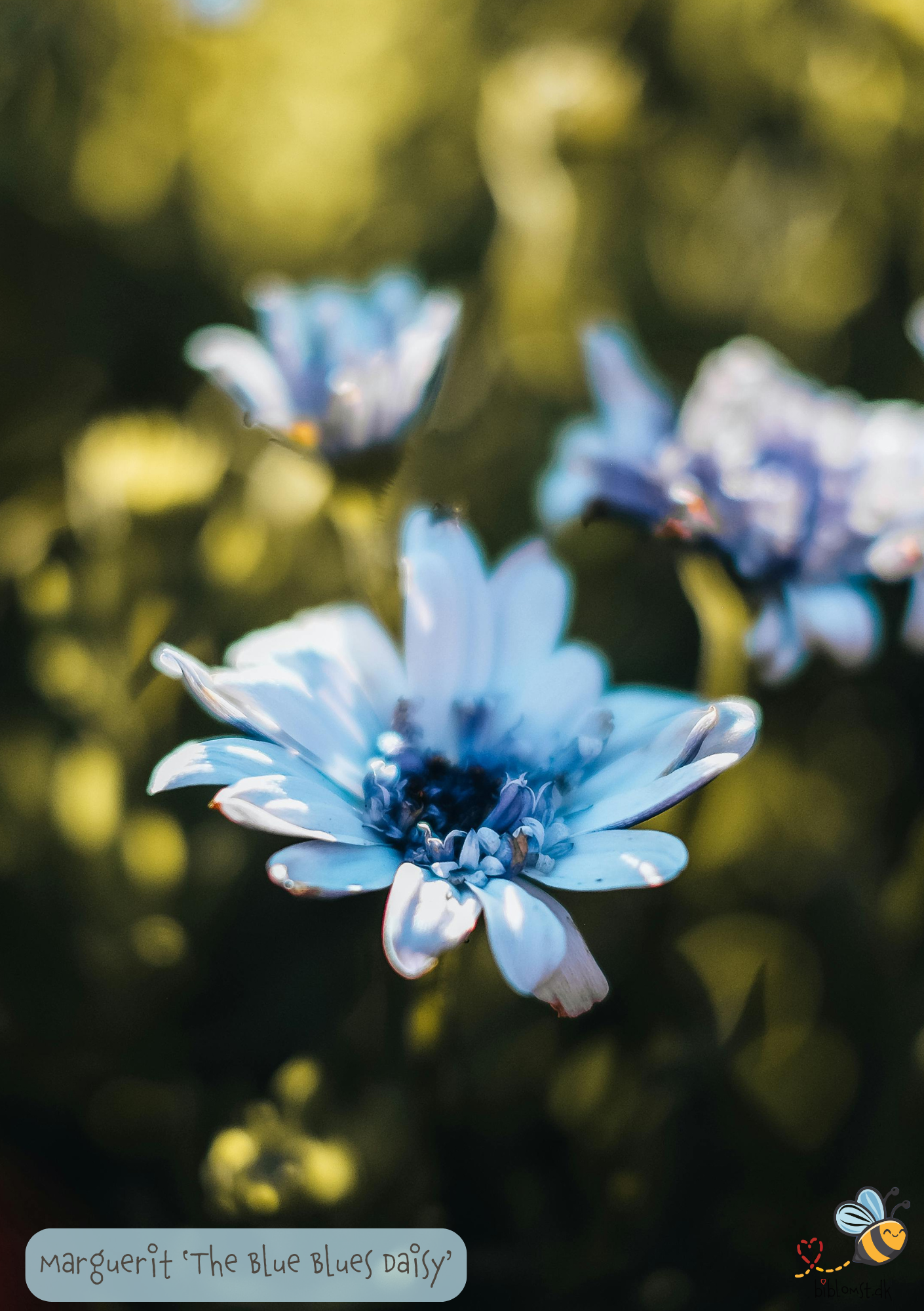 Blå Maguerit - The blue blues Daisy - Felicia heterophylla
