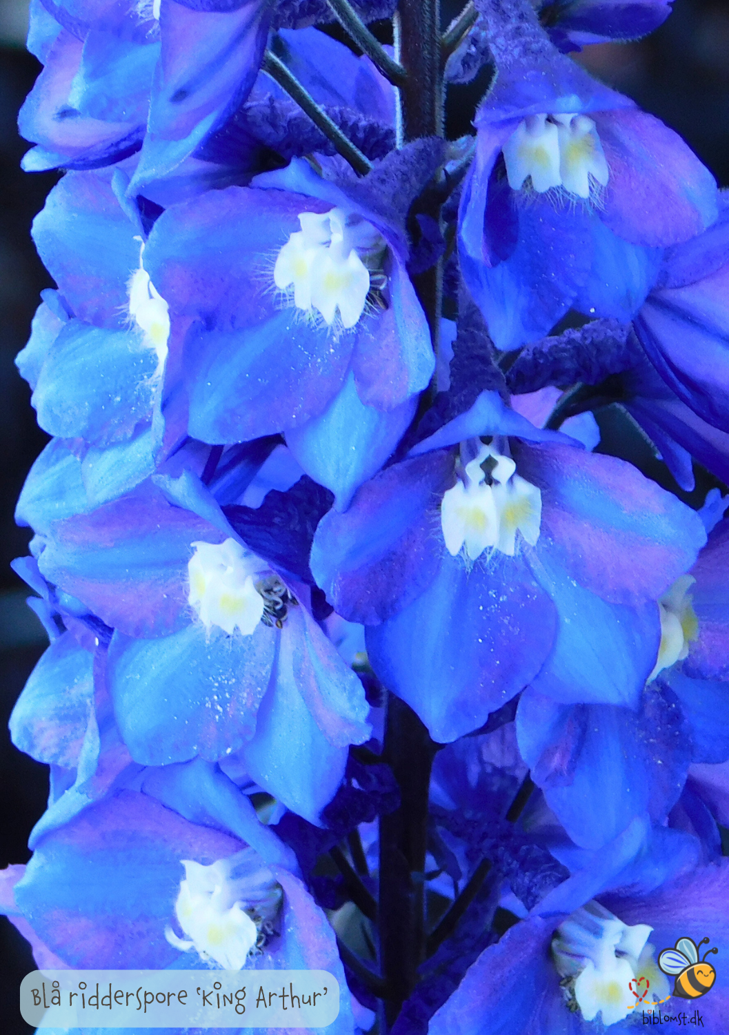 Blå Ridderspore 'King Arthur' - delphinium cultorum