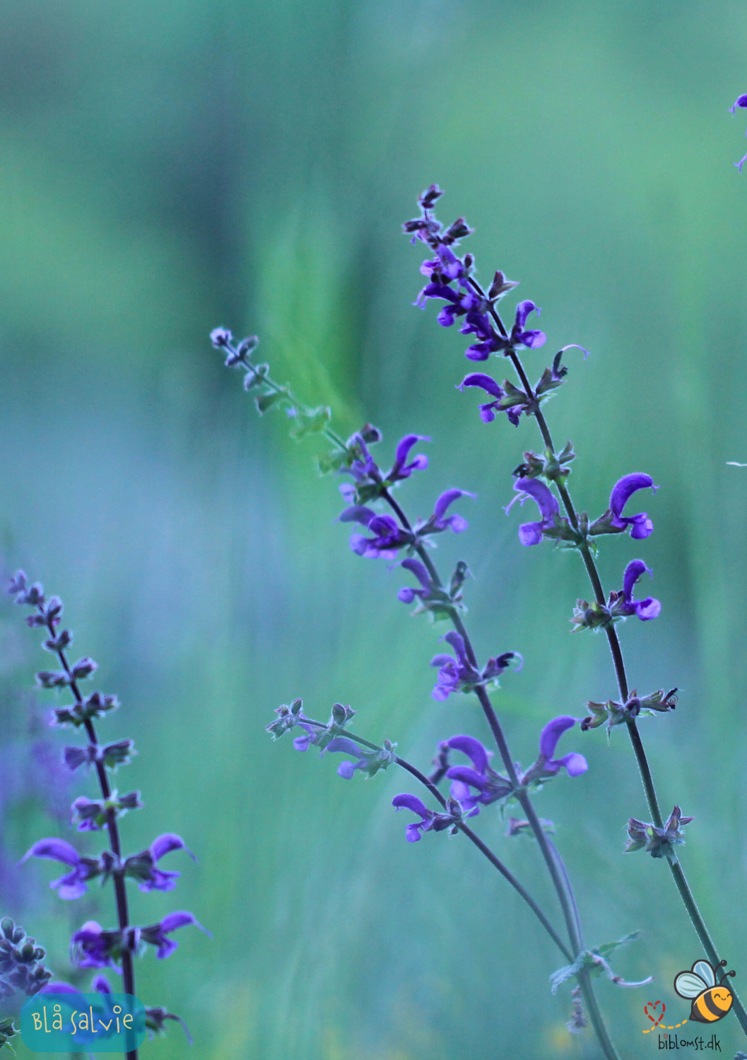 Blå Salvie - Salvia pratensis