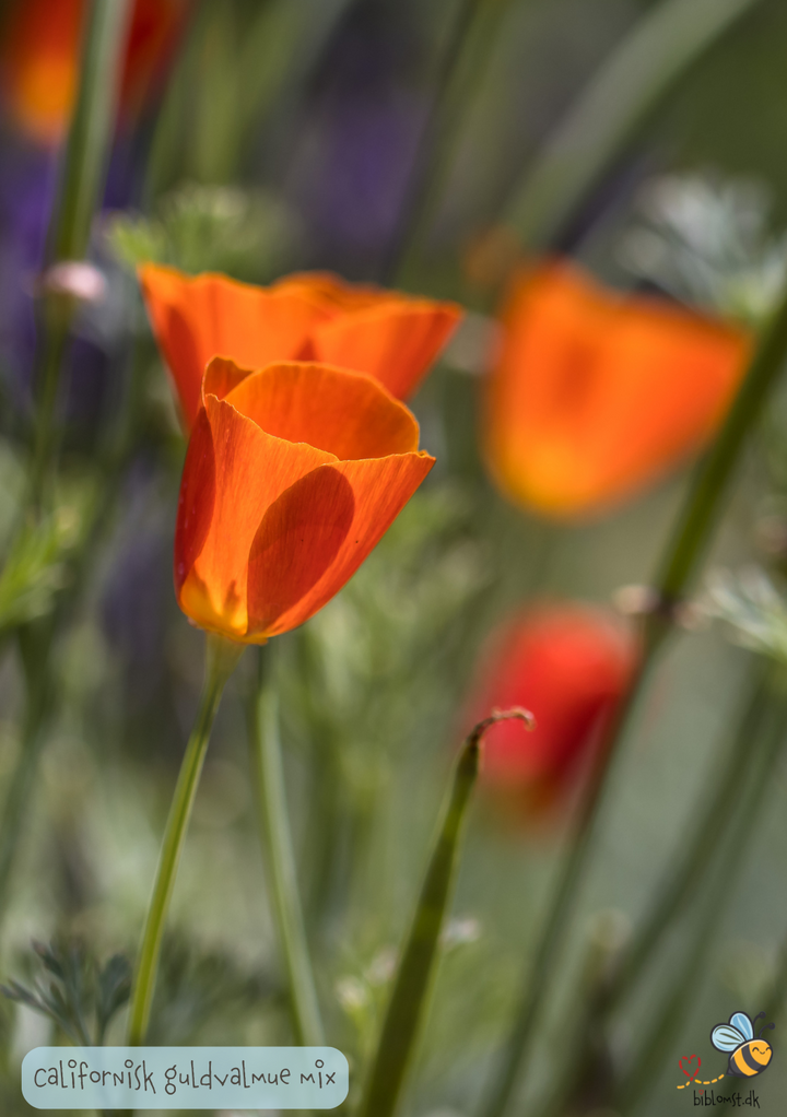 Californisk valmue, mix – Eschscholzia californica