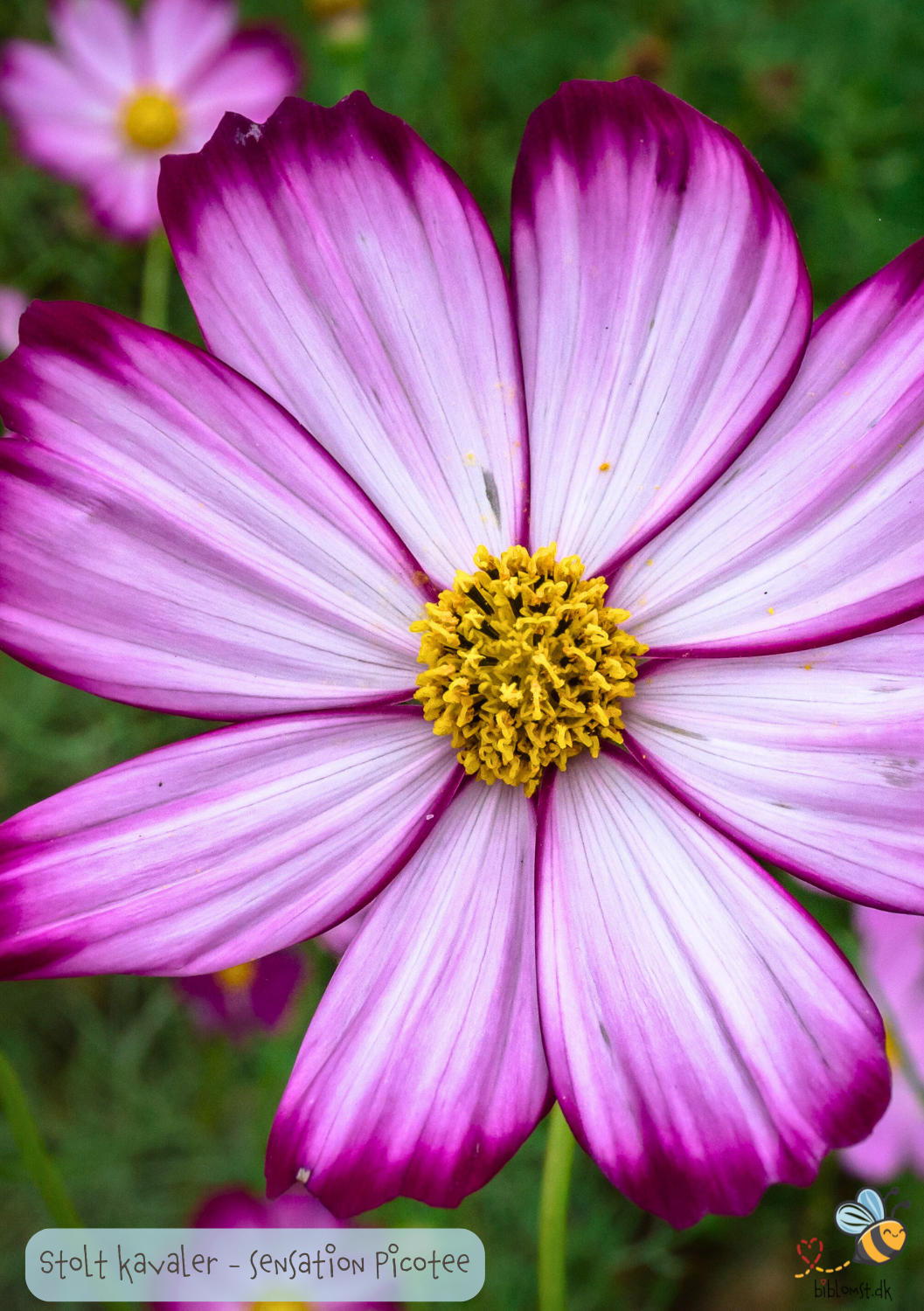 Cosmos bipinnatus 'Sensation Picotee'