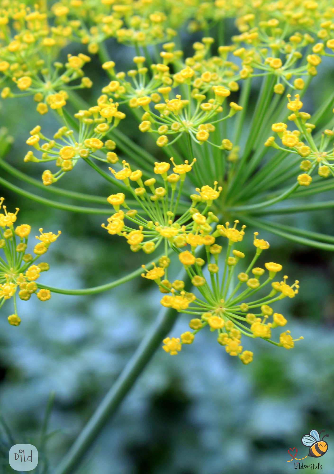 Dild - Anethum graveolens