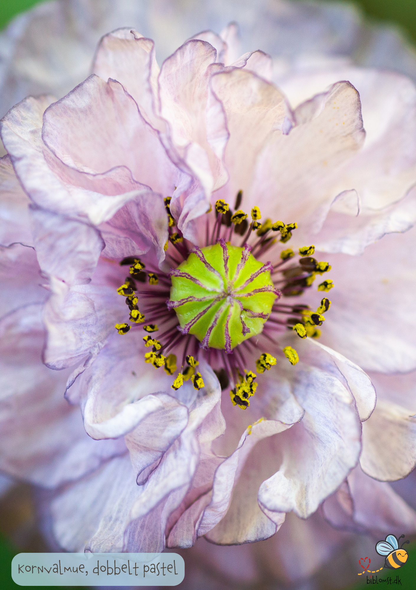 Dobbelt kornvalmue - Dobbelt Pastel - Papaver rhoeas
