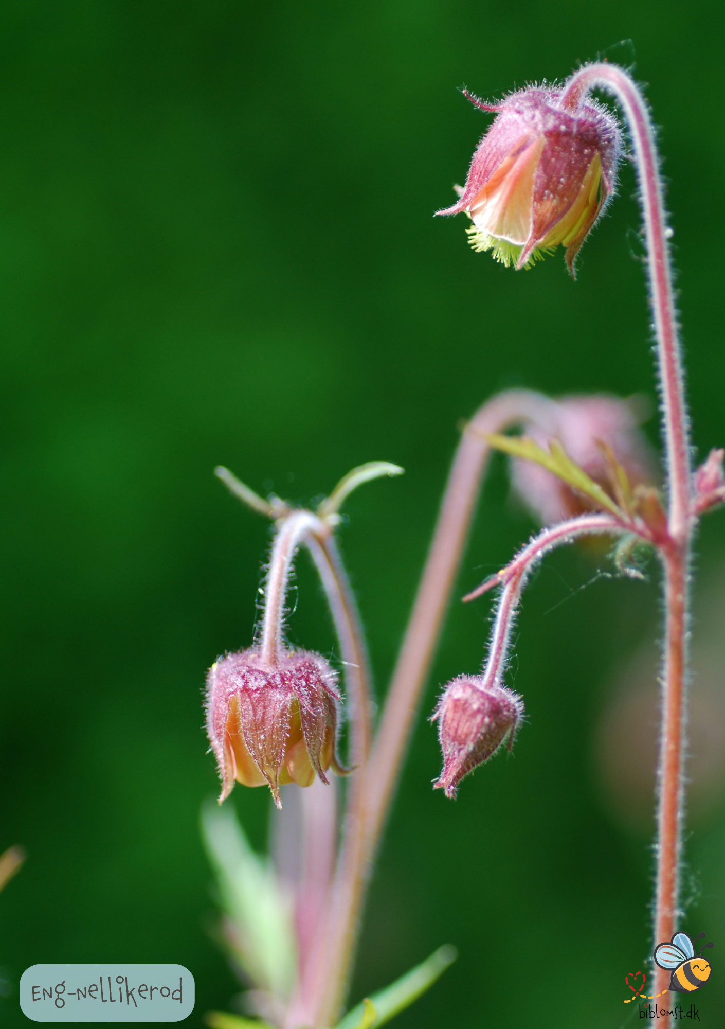 Eng-Nellikerod – Geum rivale