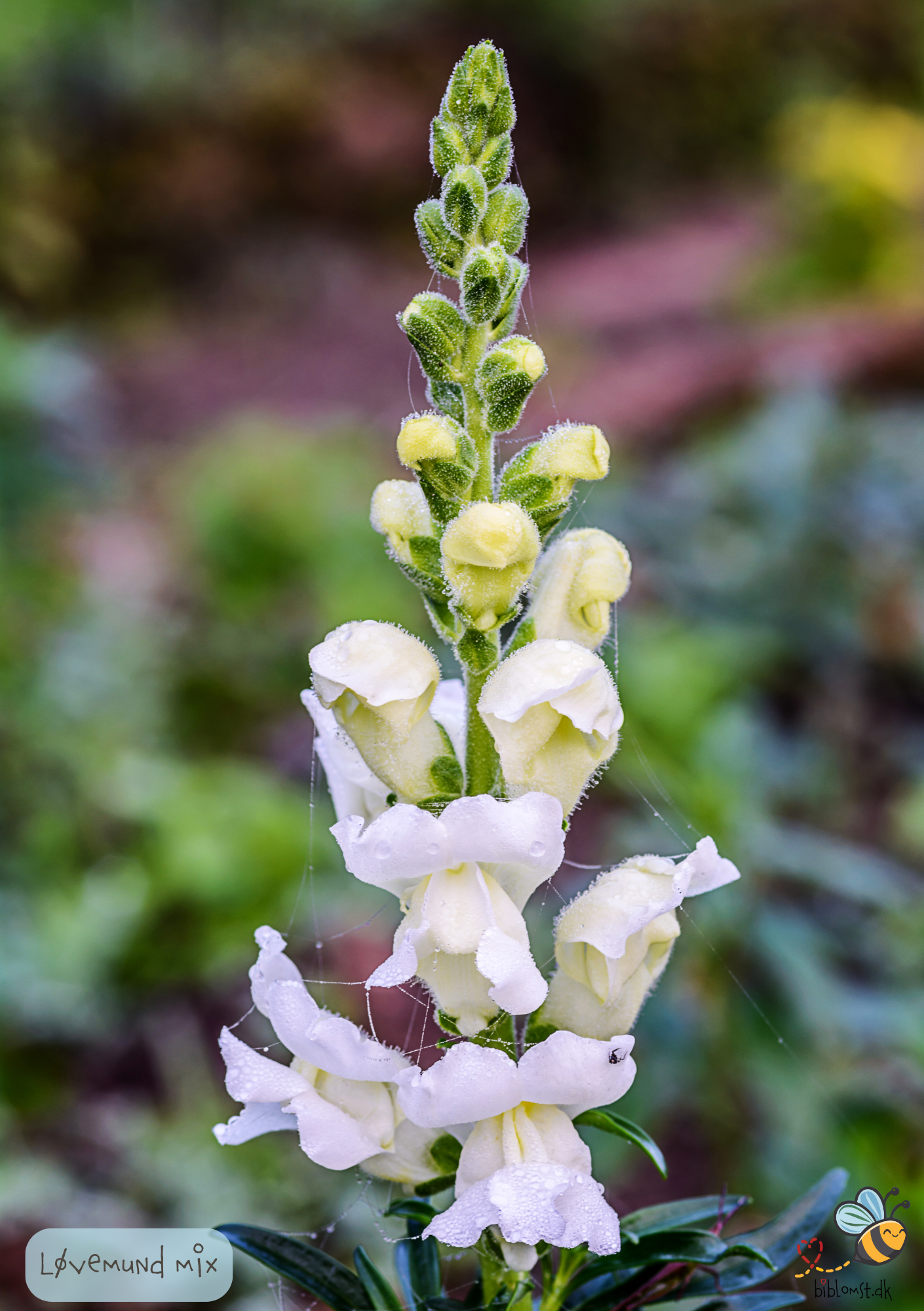 Løvemund Mix - Antirrhinum majus 'maximum mix'