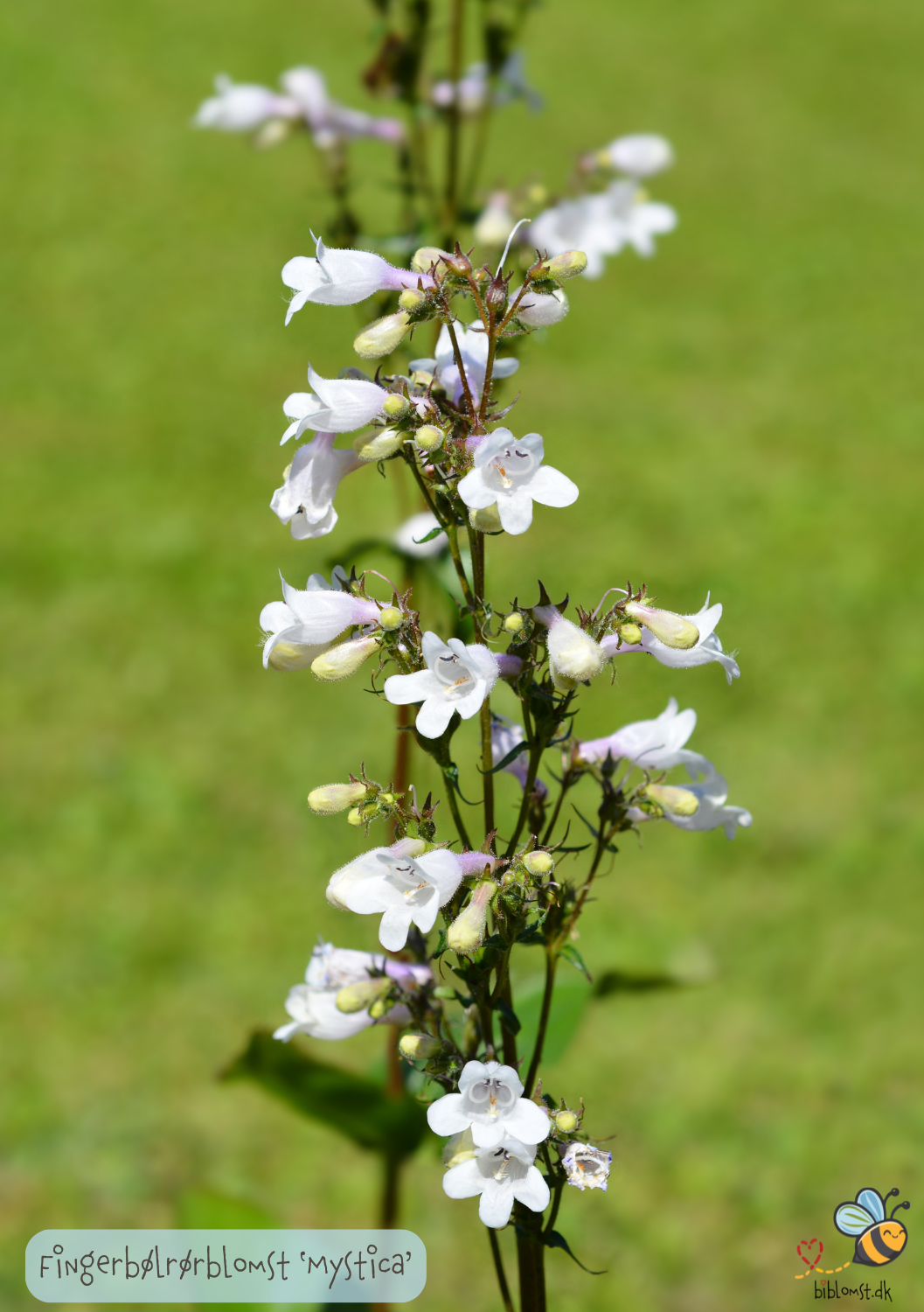 Fingerbøl-rørblomst Penstemon Digitalis 'Mystica'