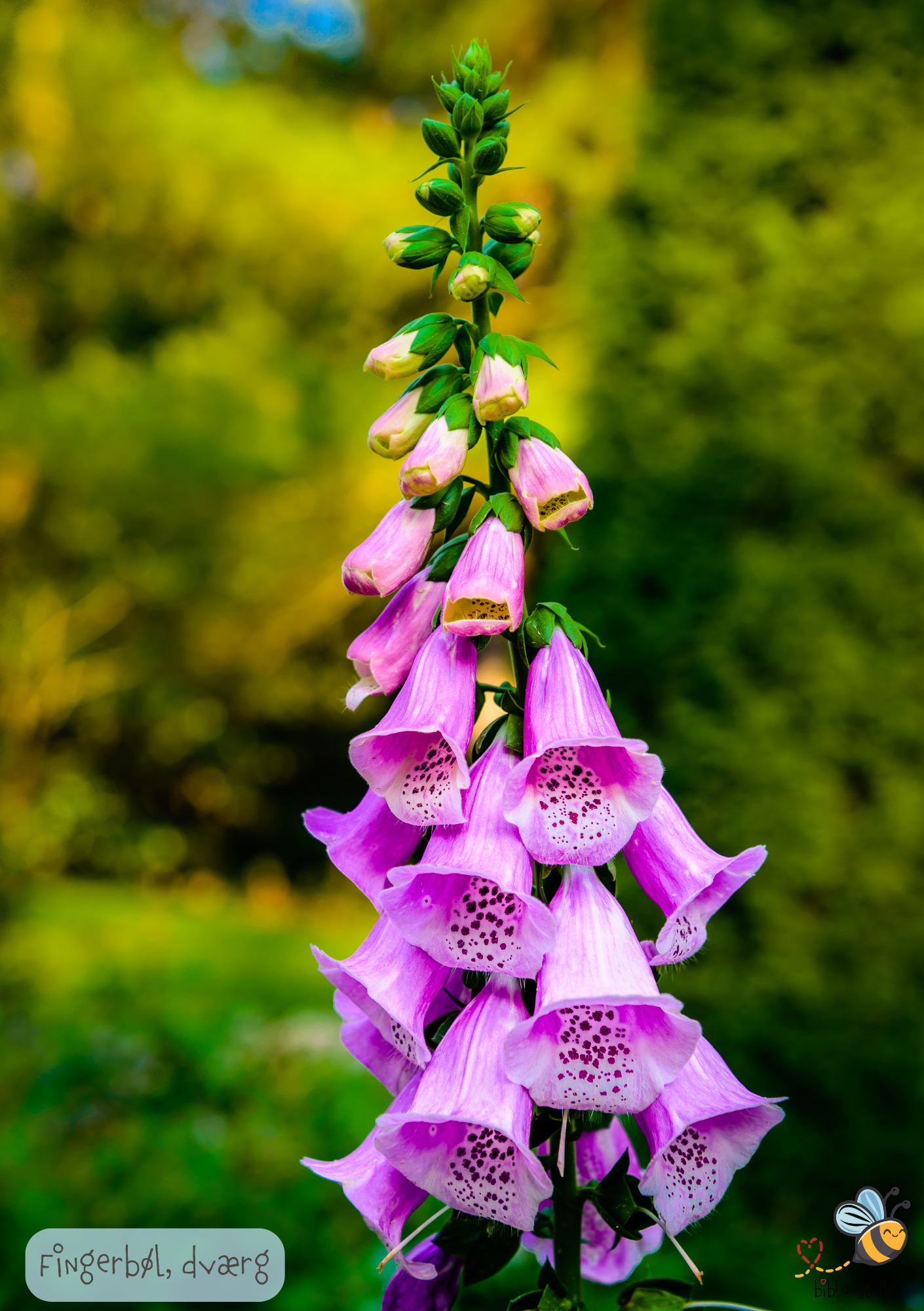 Fingerbøl Dværg - digitalis purpurea