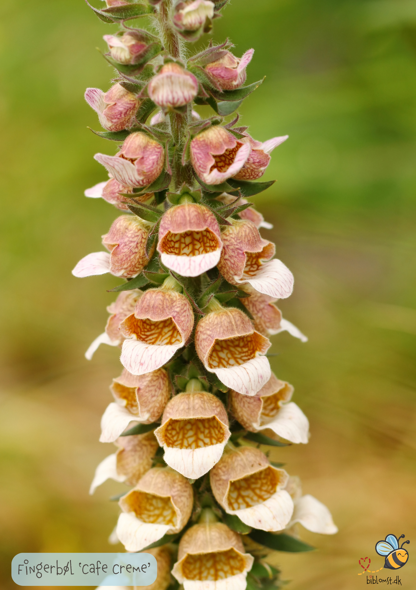 Fingerbøl - Digitalis lanata ‘Cafe Creme’