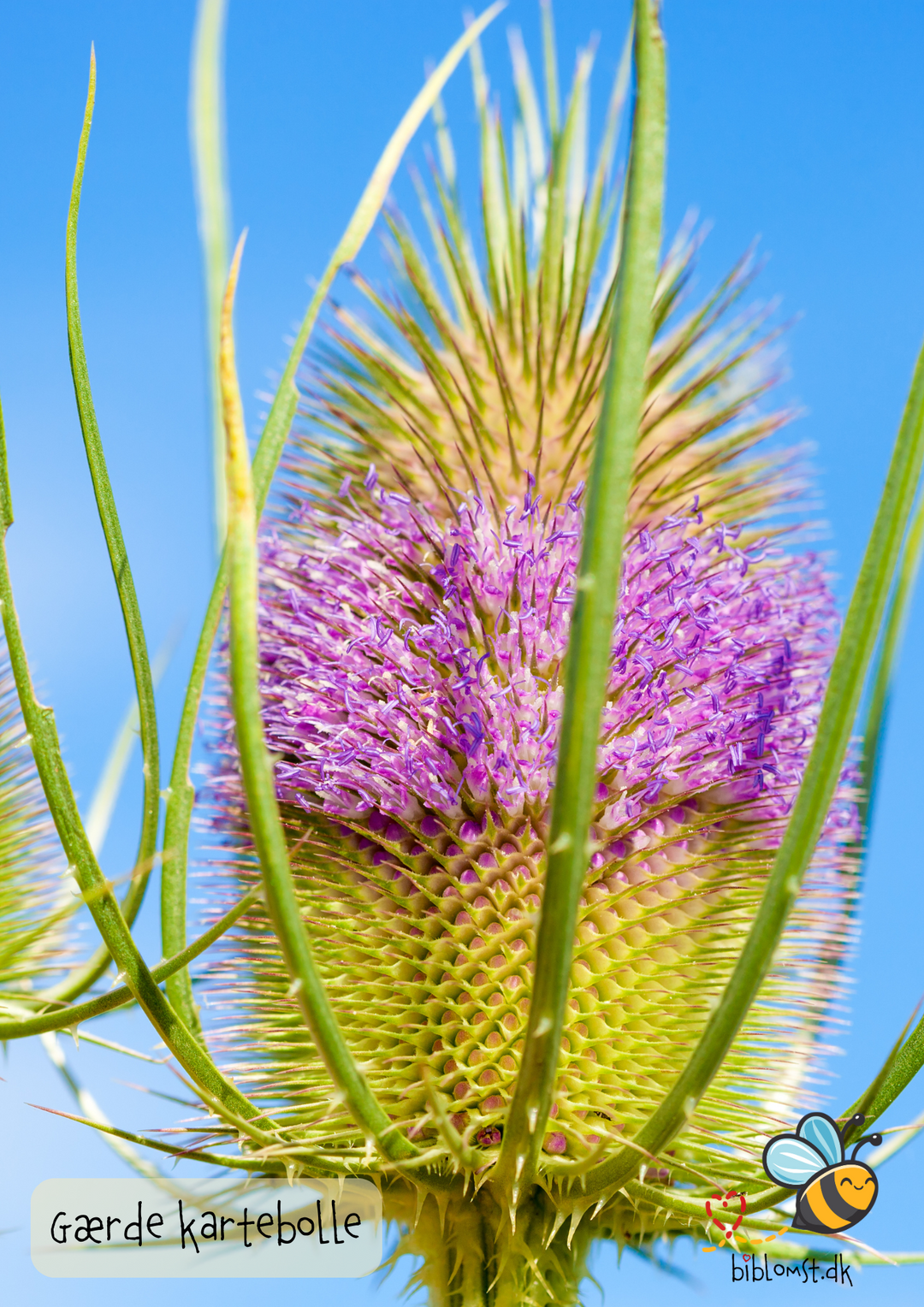 Gærdekartebolle – Dipsacus fullonum