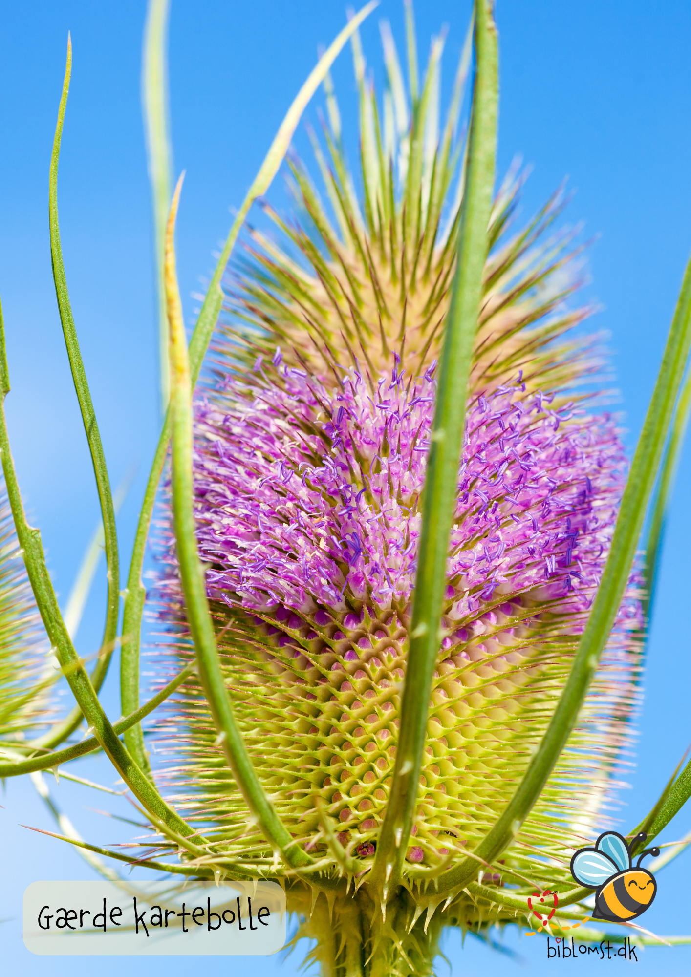 Gærdekartebolle – Dipsacus fullonum