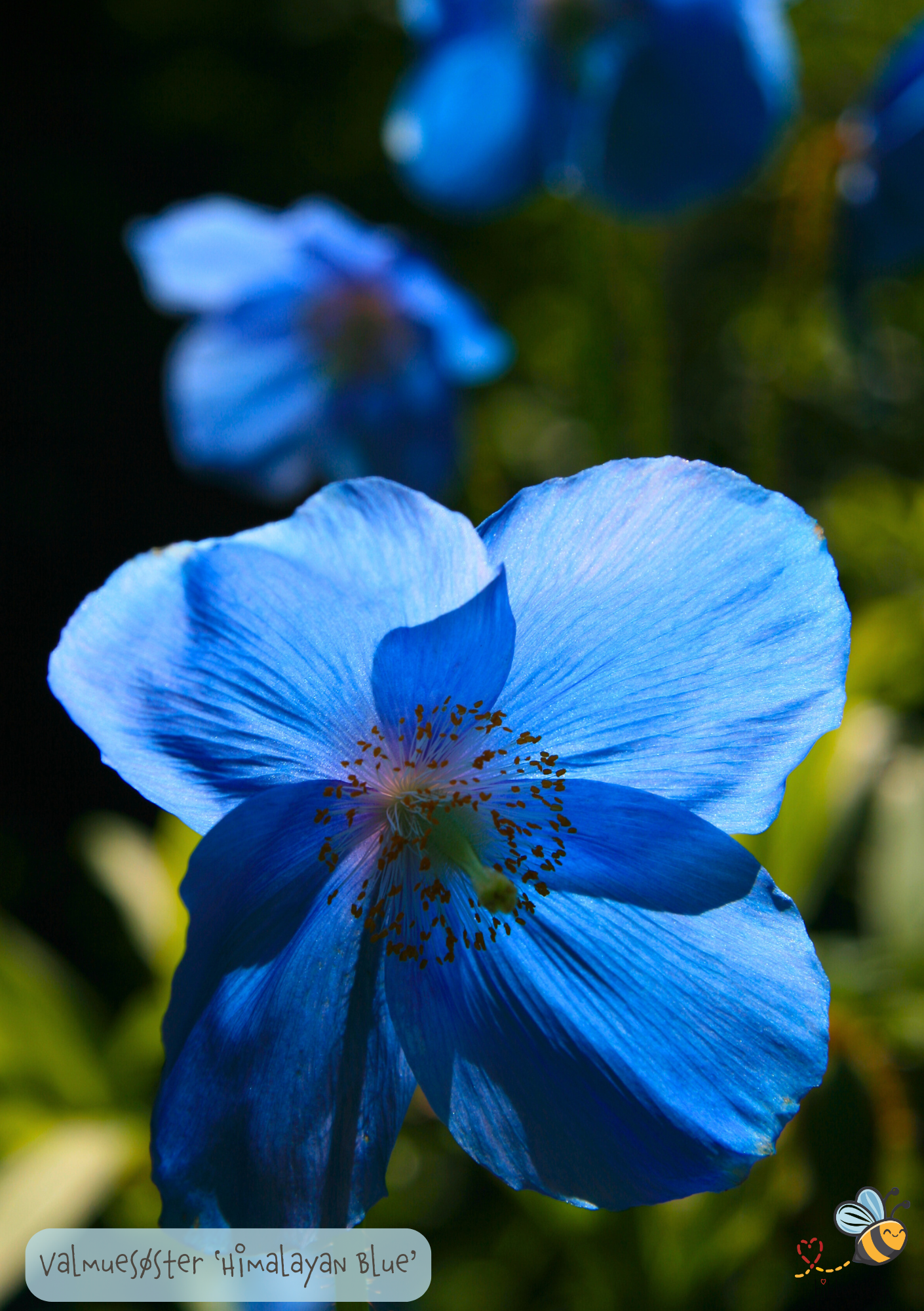 Himalayan blue valmue - Meconopsis betonicifolia