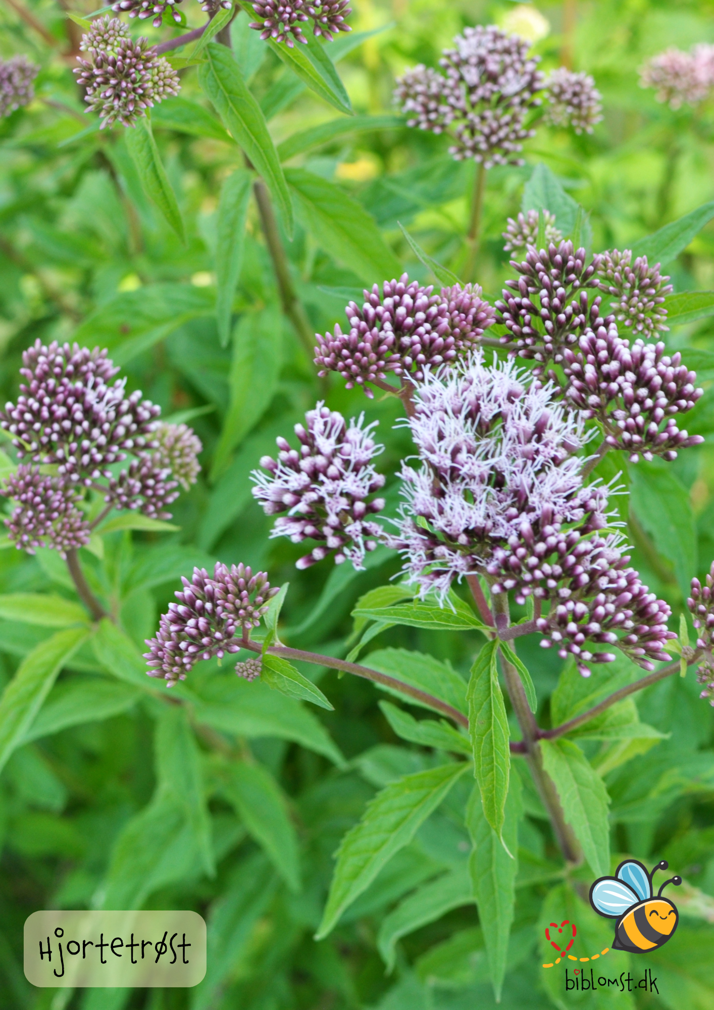 Hjortetrøst – Eupatorium cannabinum